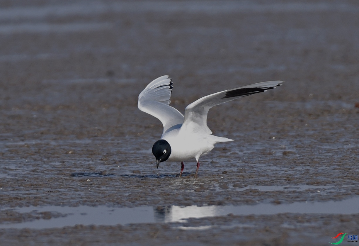 DSC_1346��ʳ.jpg
