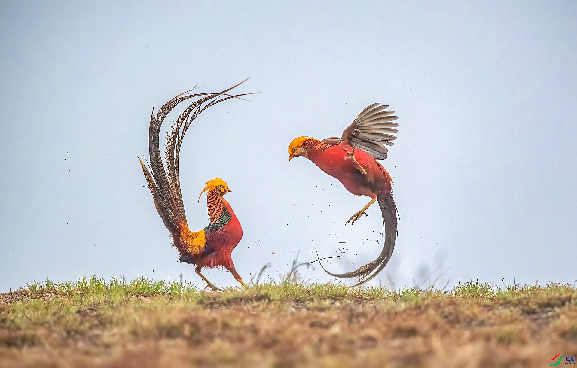 DSC_1103 ����_����.jpg