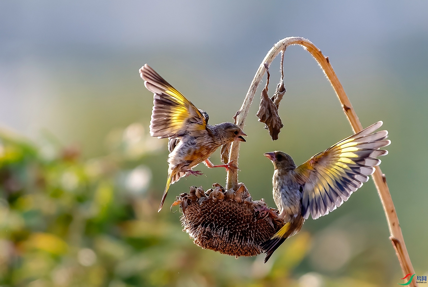 DSC_5138 ����_����.jpg