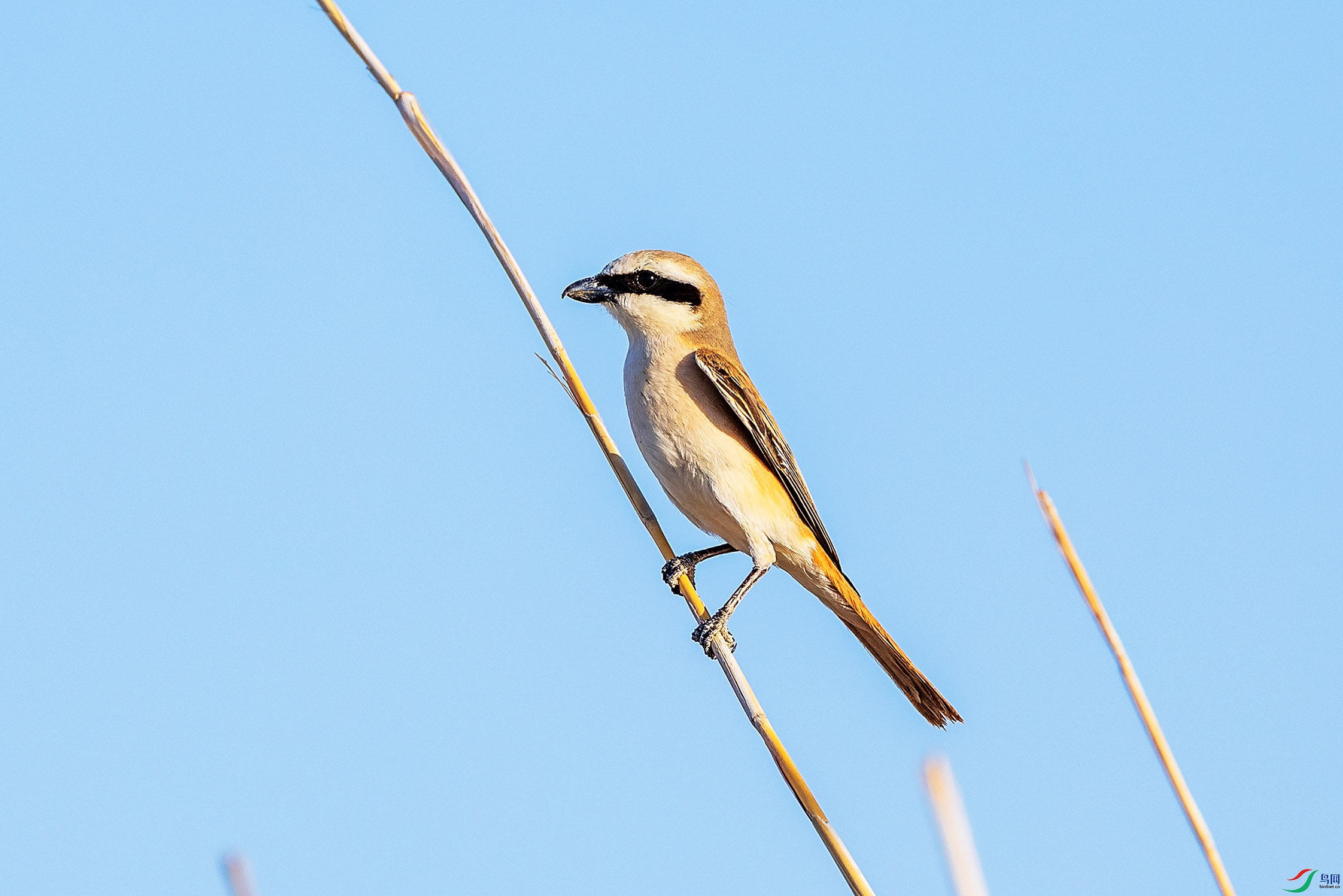063A7236.jpgb1.jpg