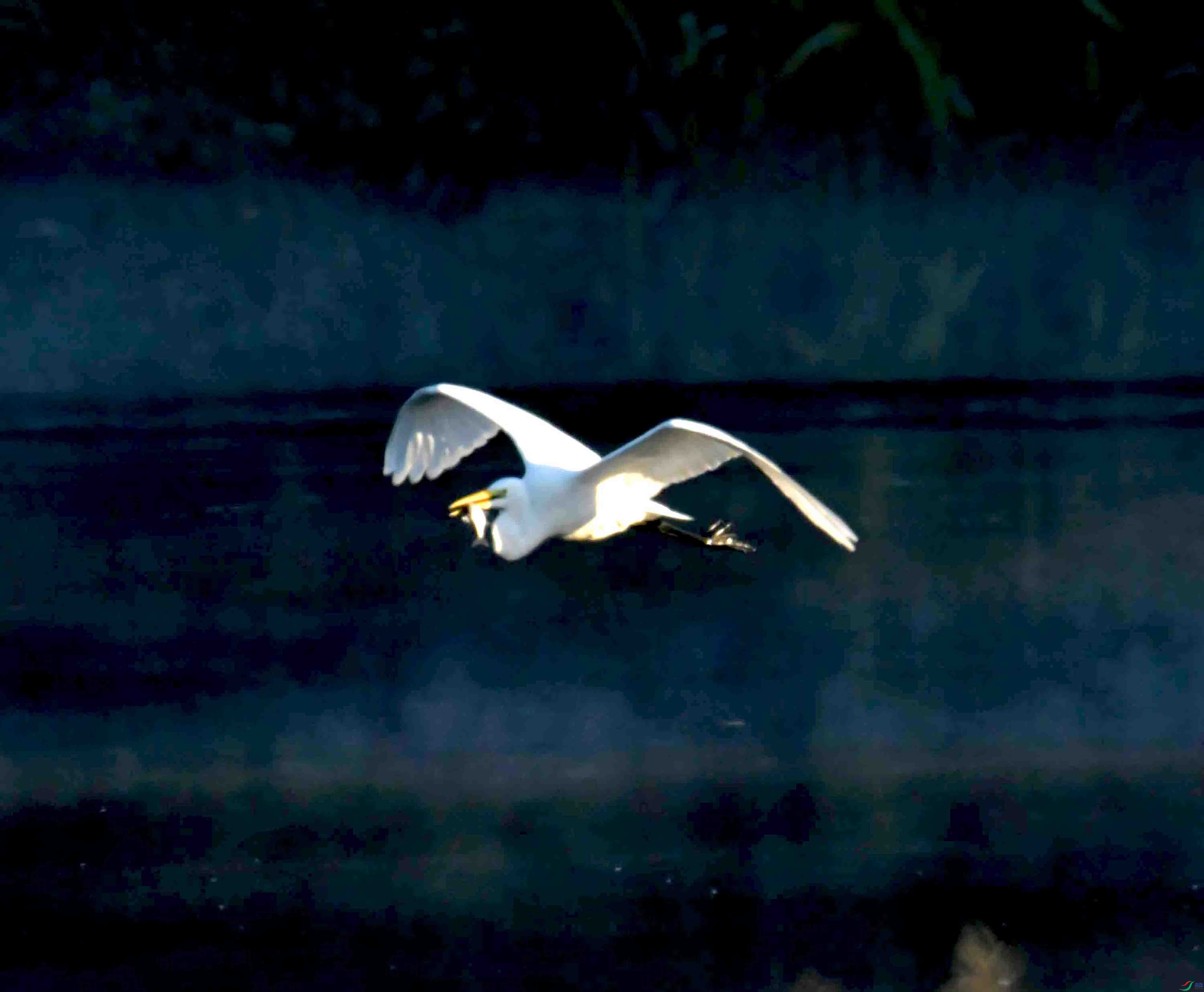 DSC_3524.JPG