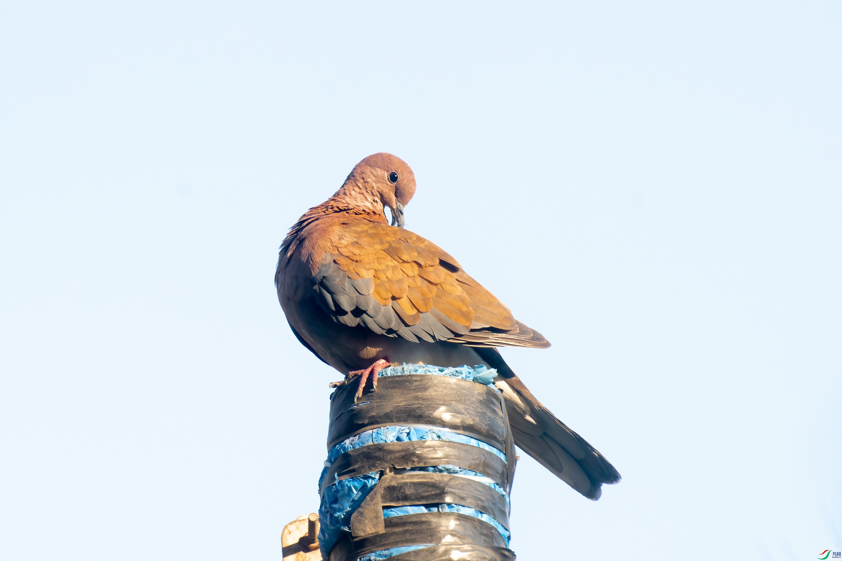 DSC_8367.jpg