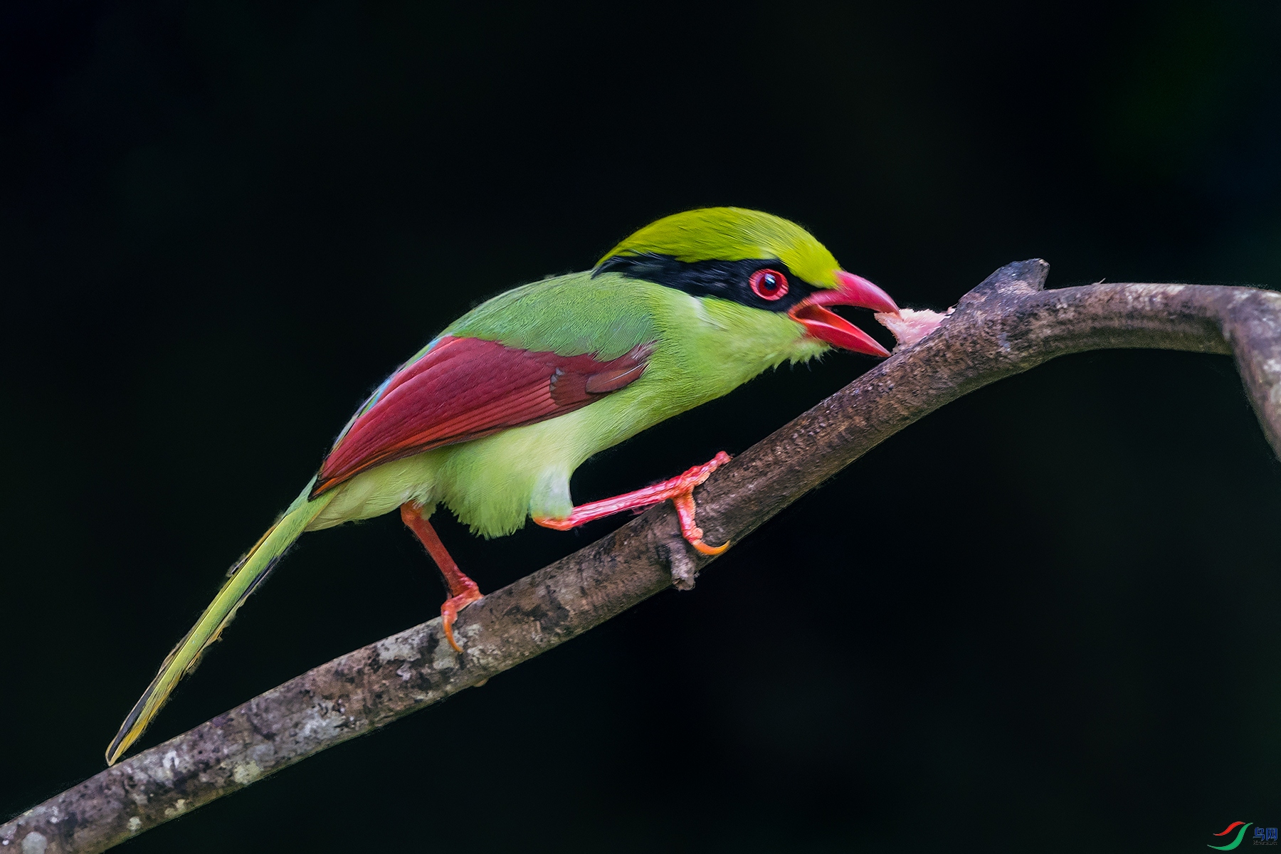 ӡ֧��ȵ----��ʳ��ǰ