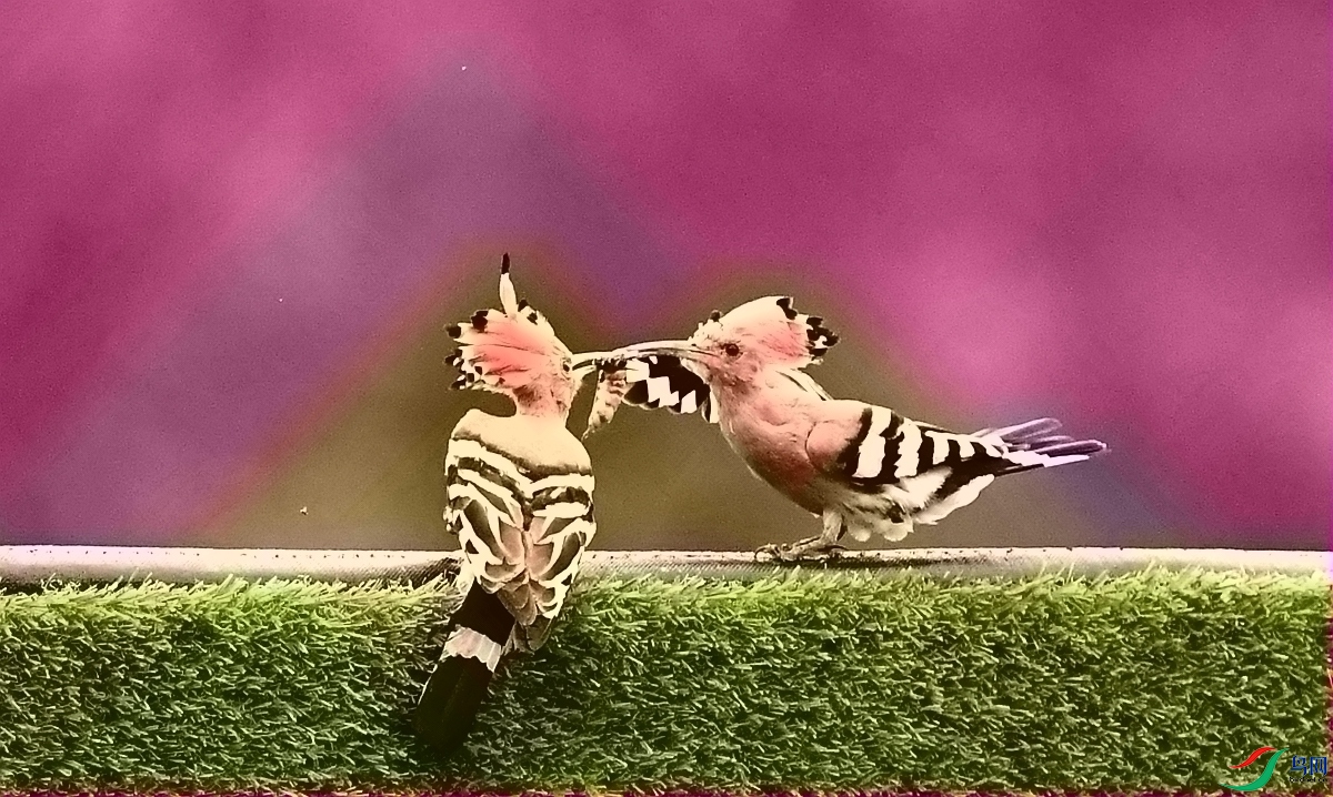DSC_0787.JPG