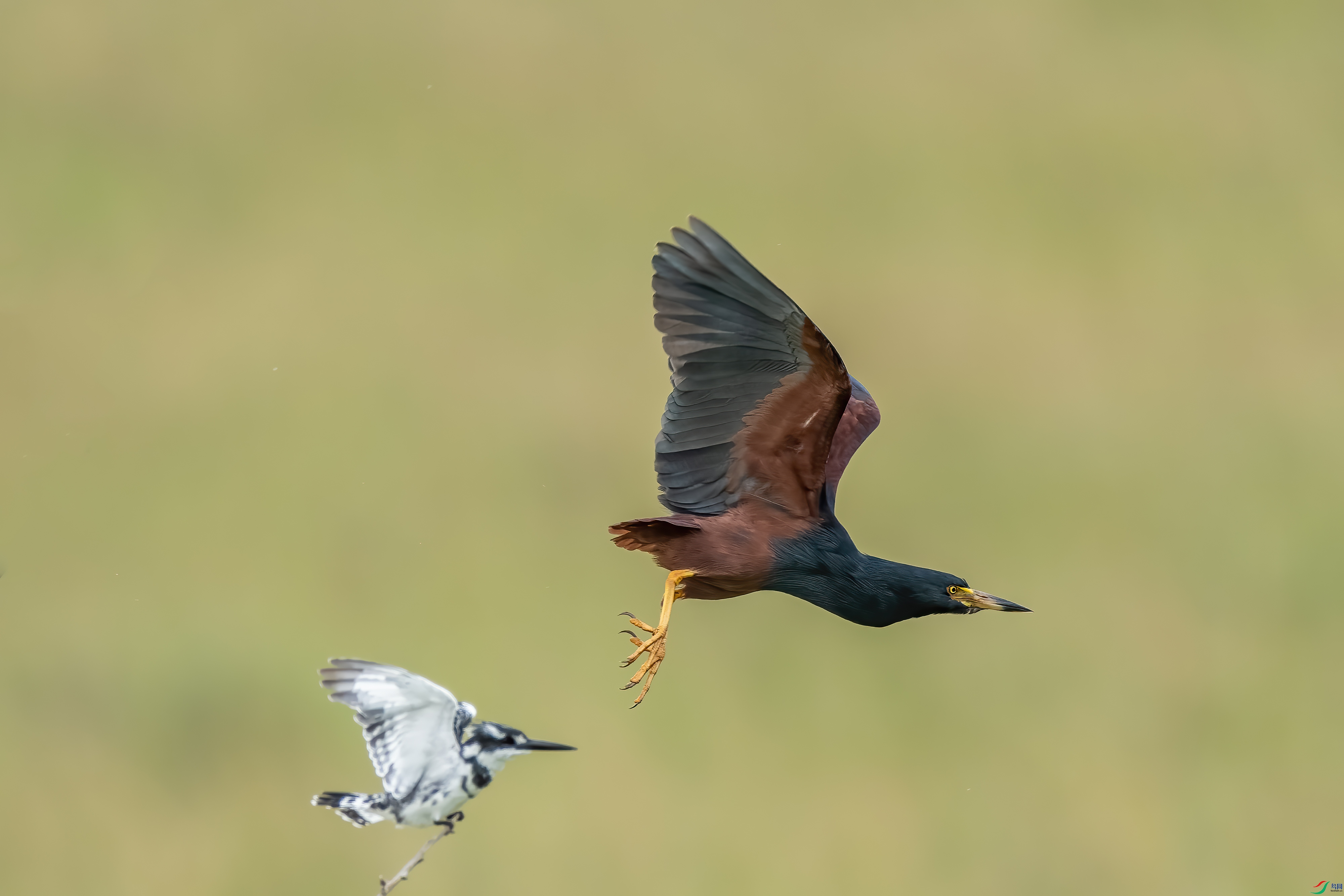 DSC_0519.jpg