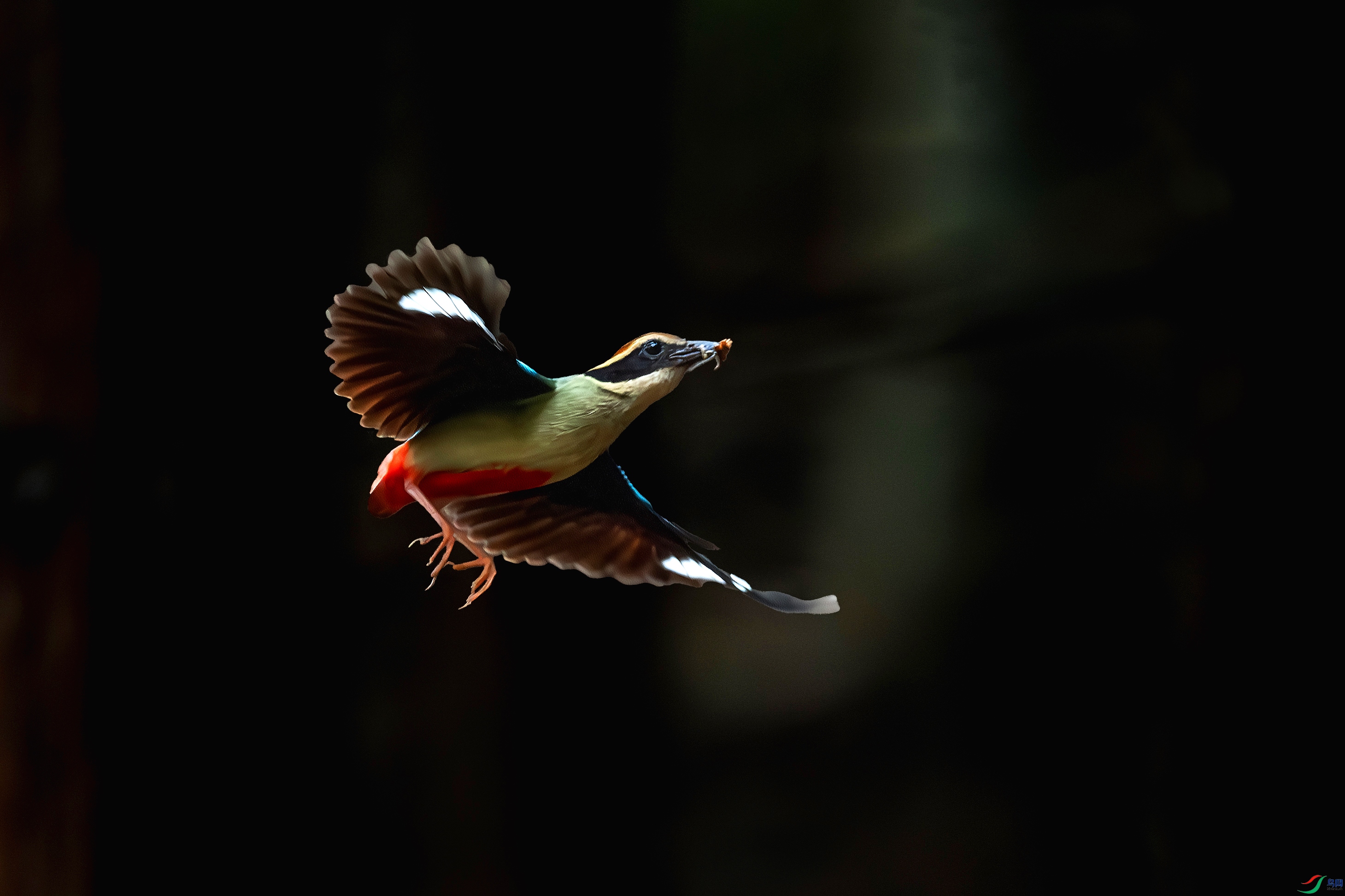 �ɰ�ɫ�_DSC2990-����1.jpg
