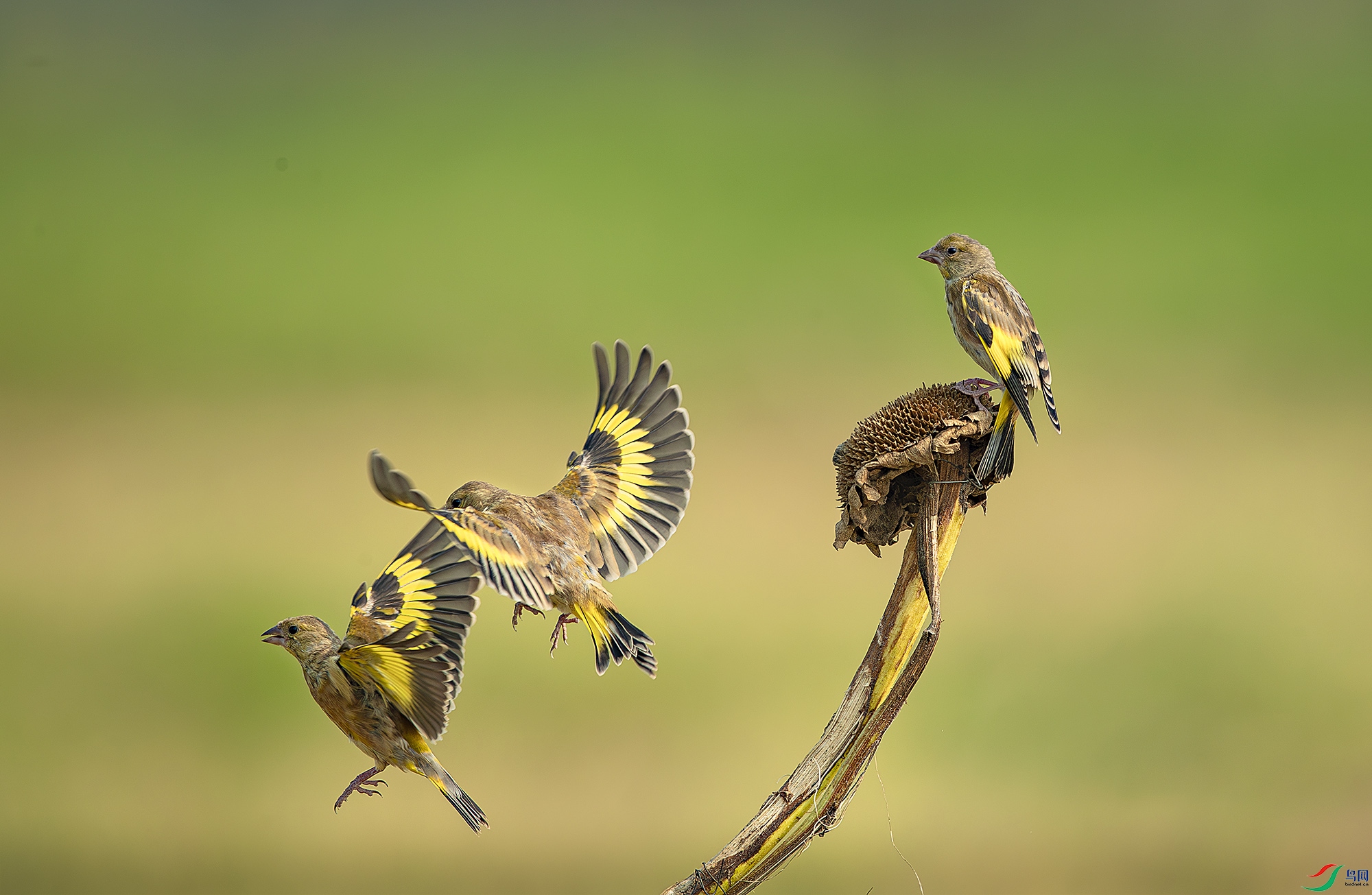 _40I6656-����ǿ-NR ����.jpg