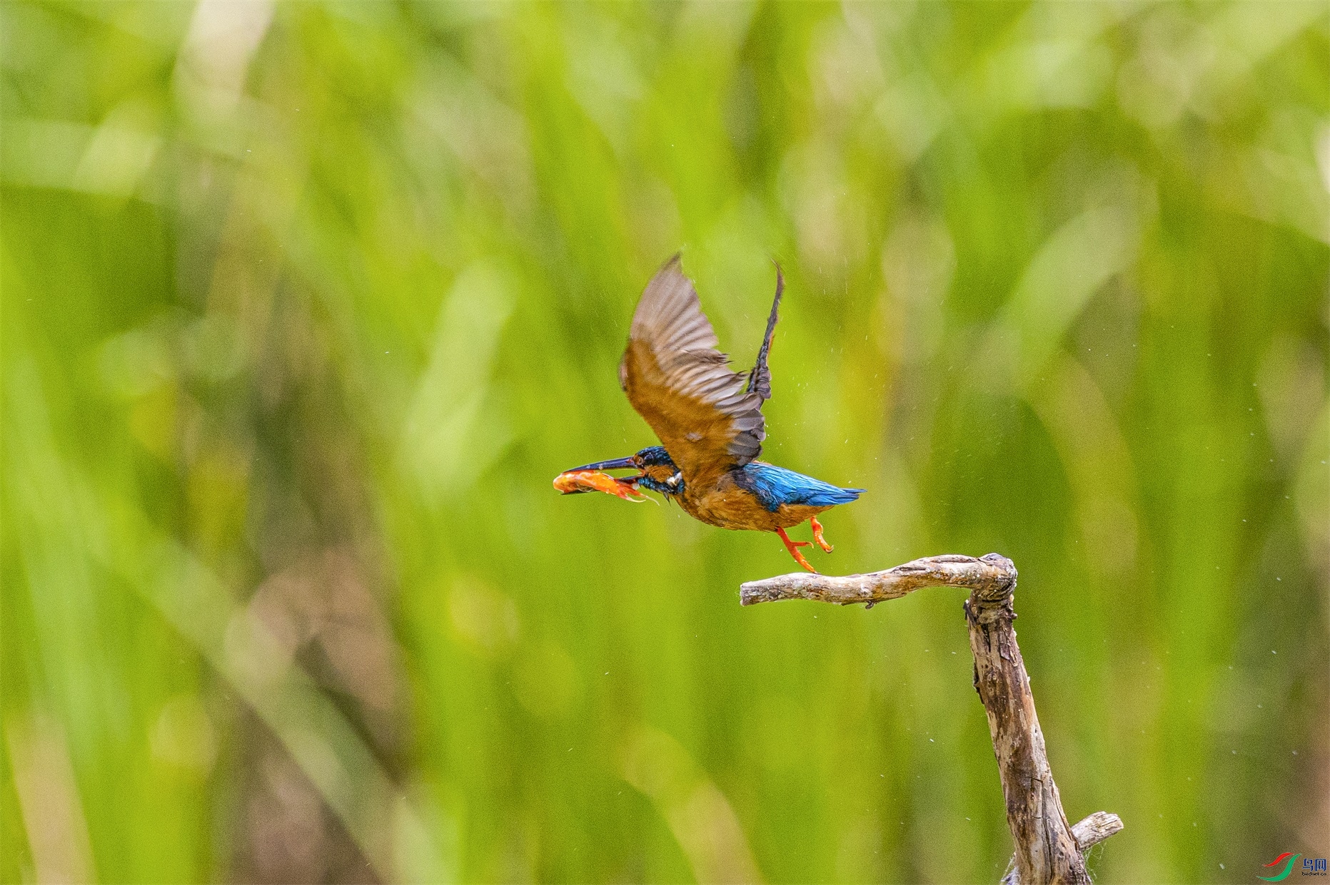 1K3A2299 ����1.jpg