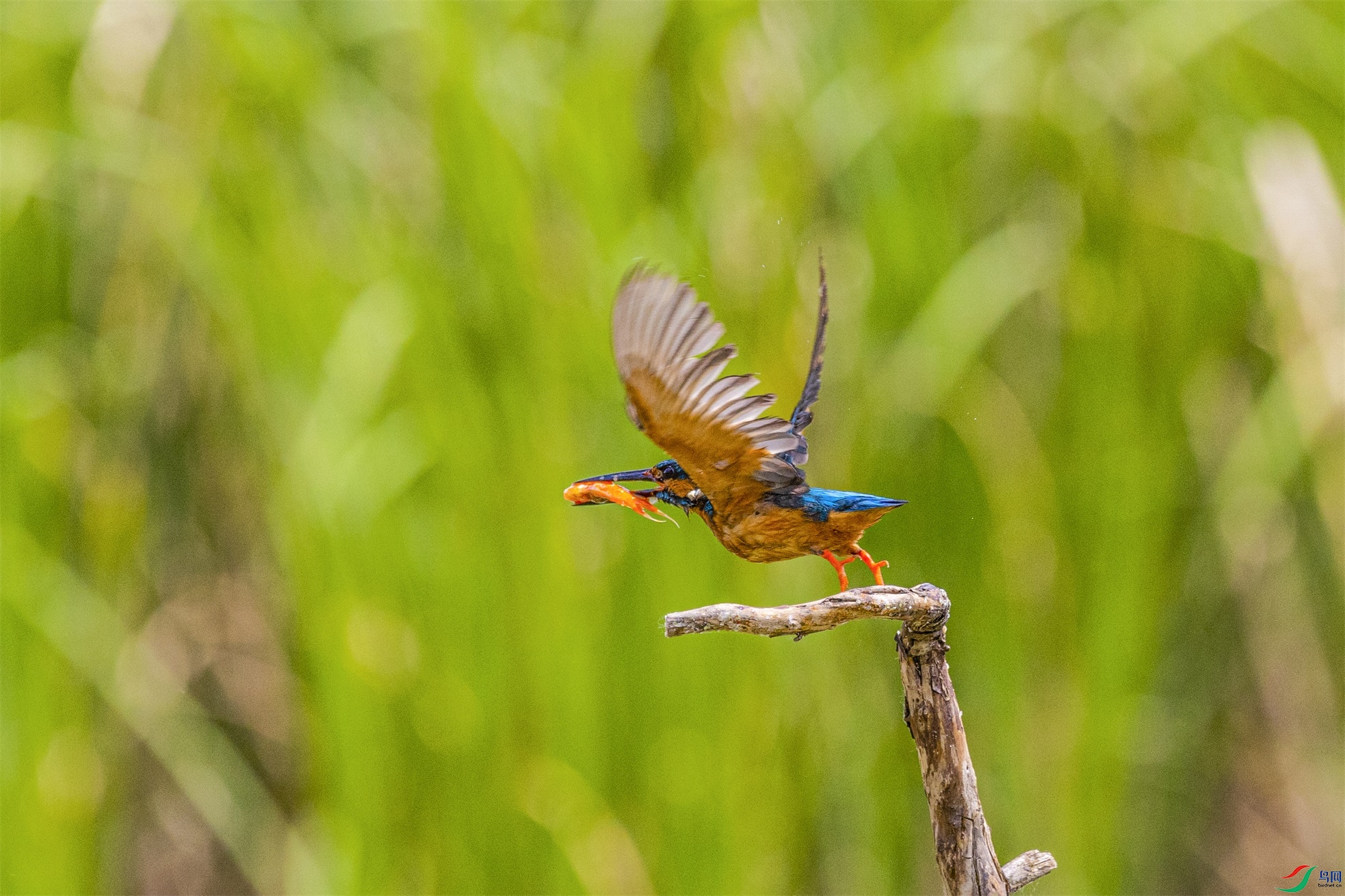 1K3A2298 ����1.jpg