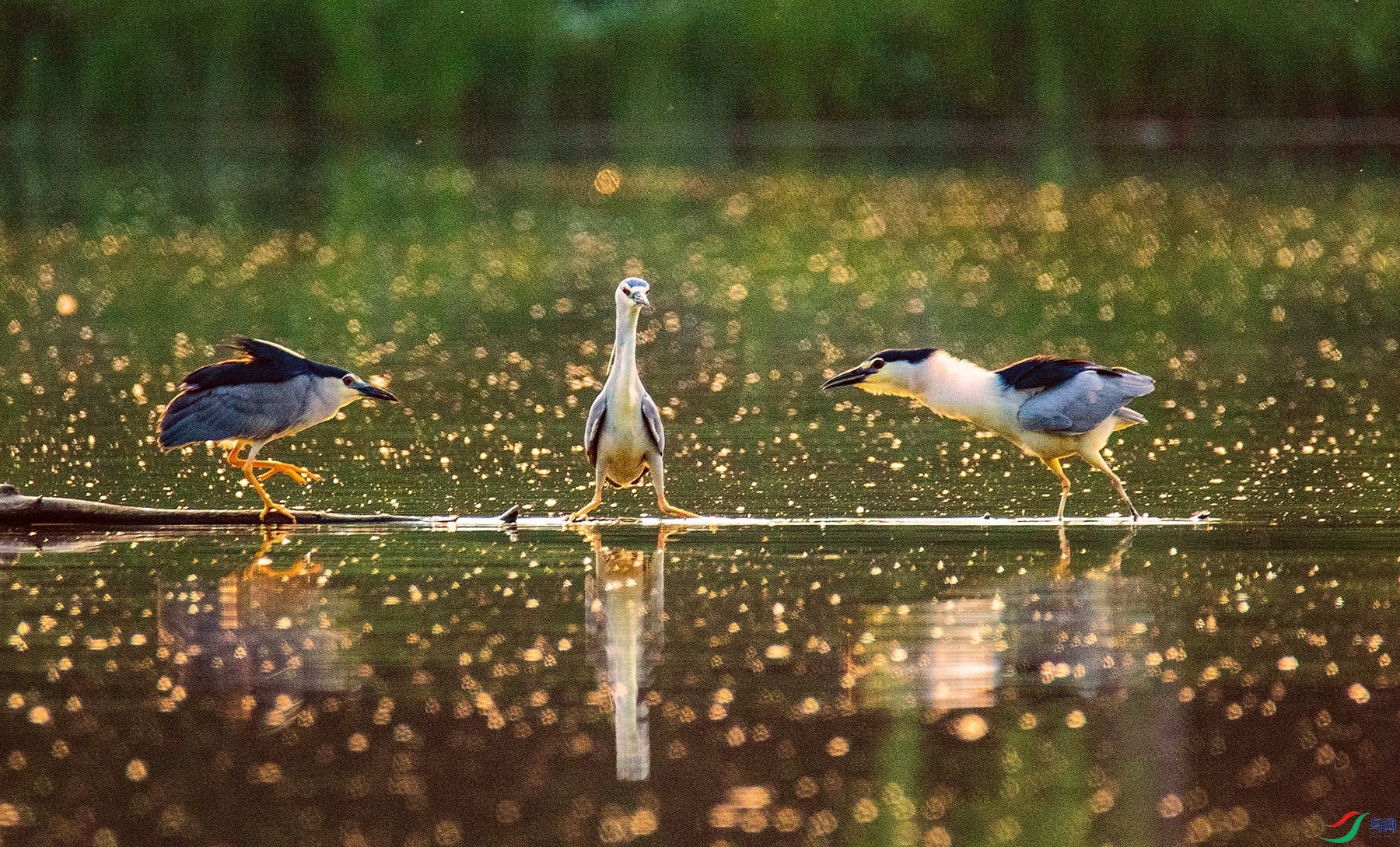 ������ʼ (2).jpg