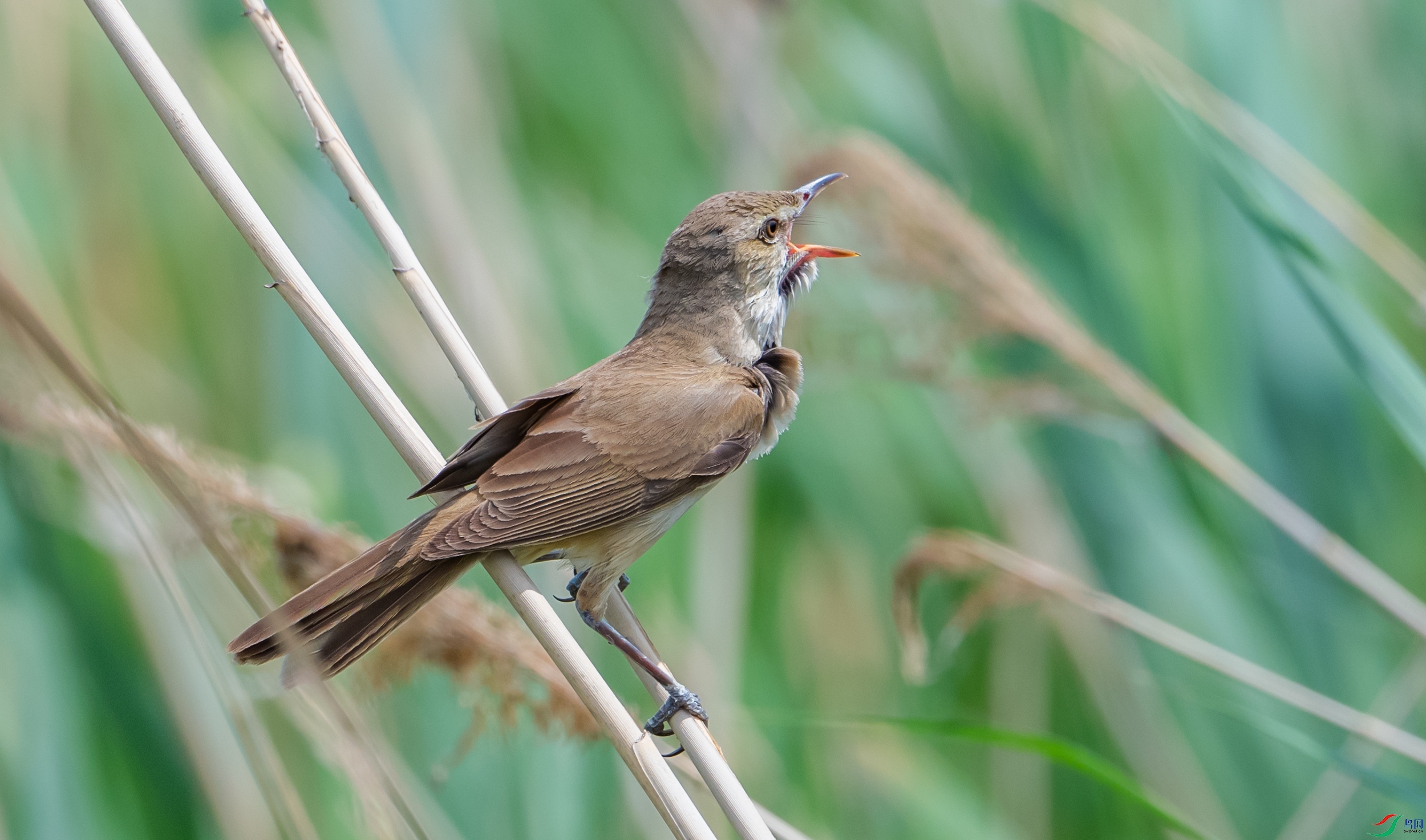 ������έݺ