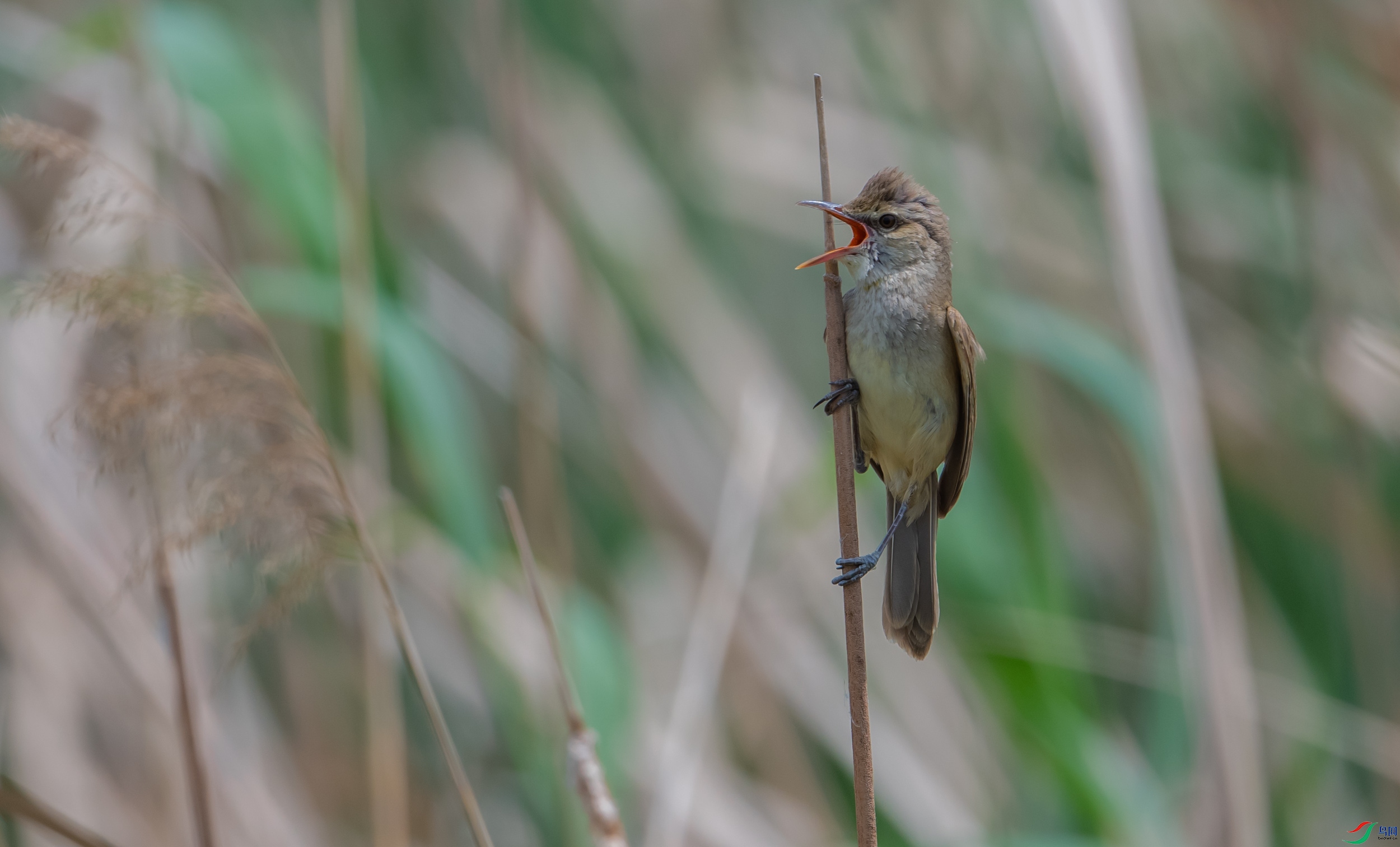 ������έݺ