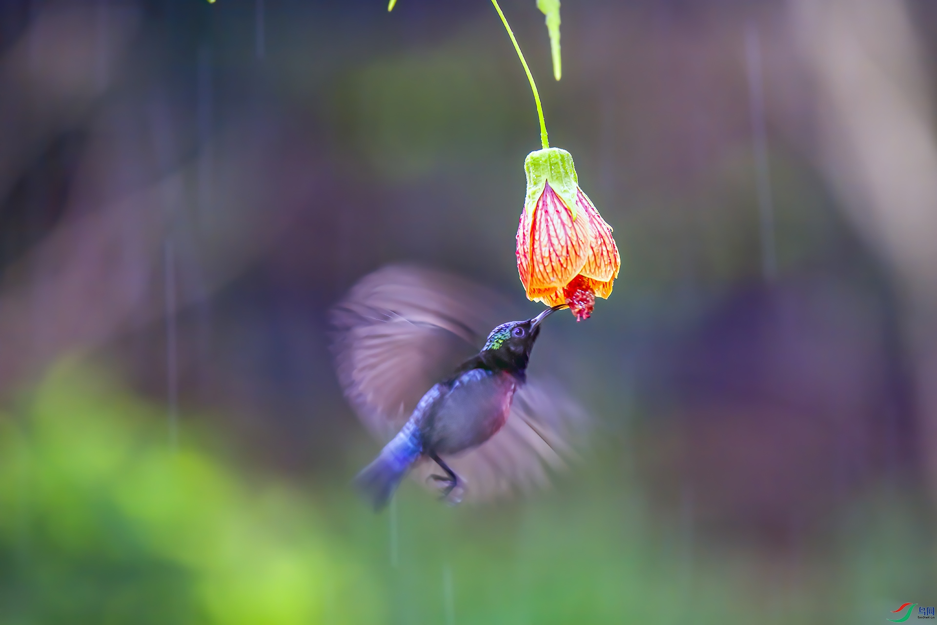 407A7550-D1 �Ϻ�������.jpg