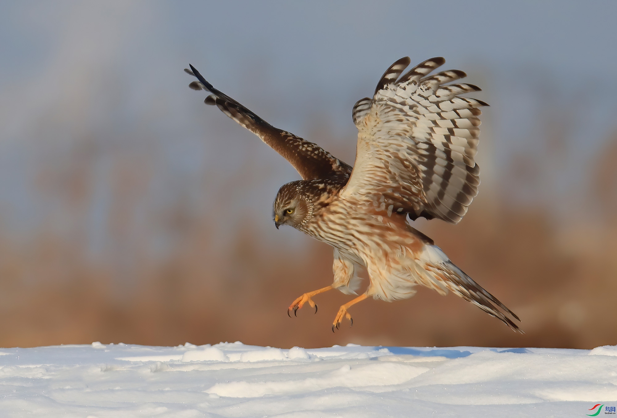 ��β�� 8994----333.jpg