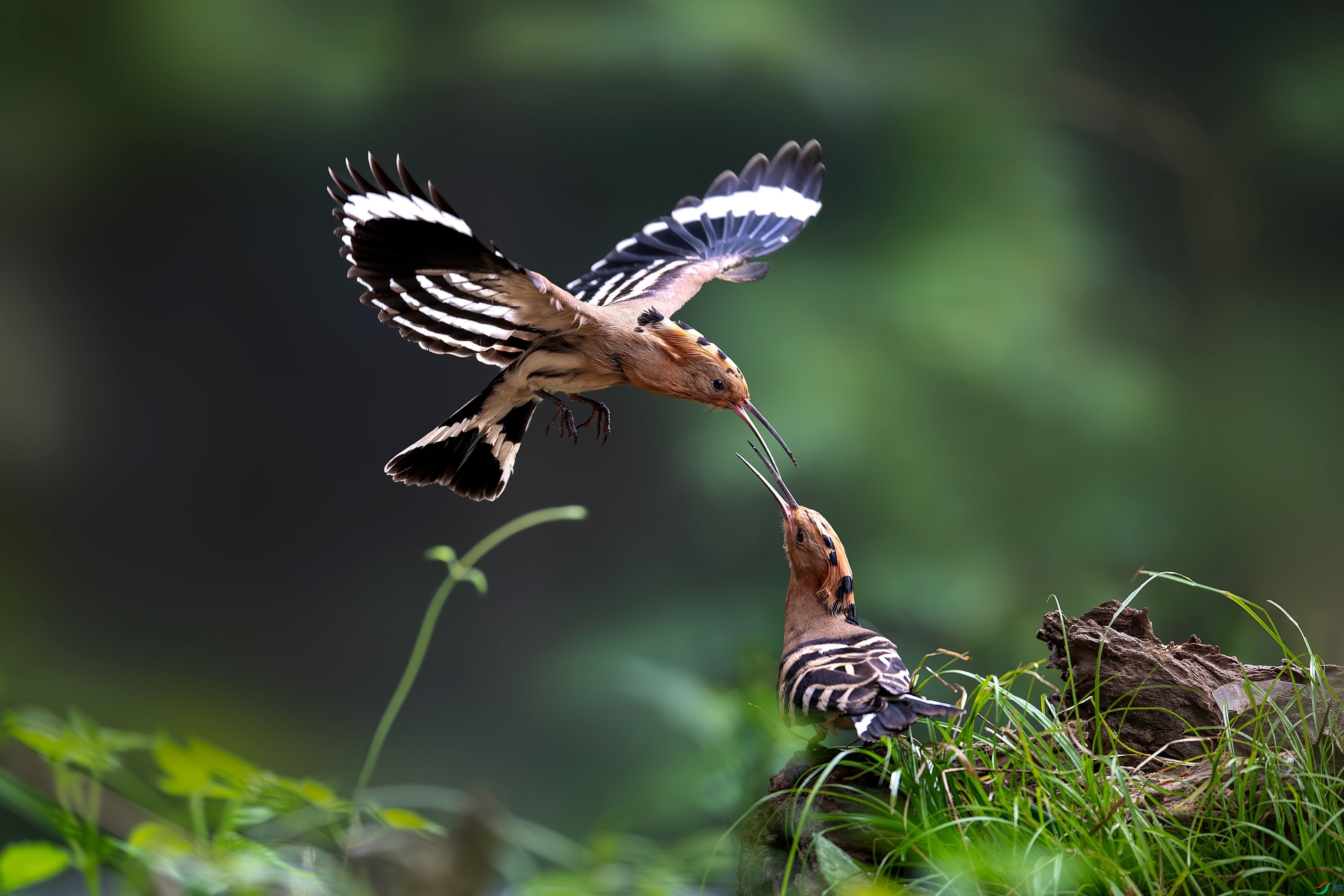 ��ʤ��_DSC7966-����1.jpg