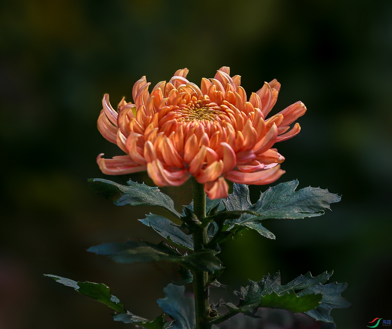 000002U9A0164 ����ɏ1000k.jpg