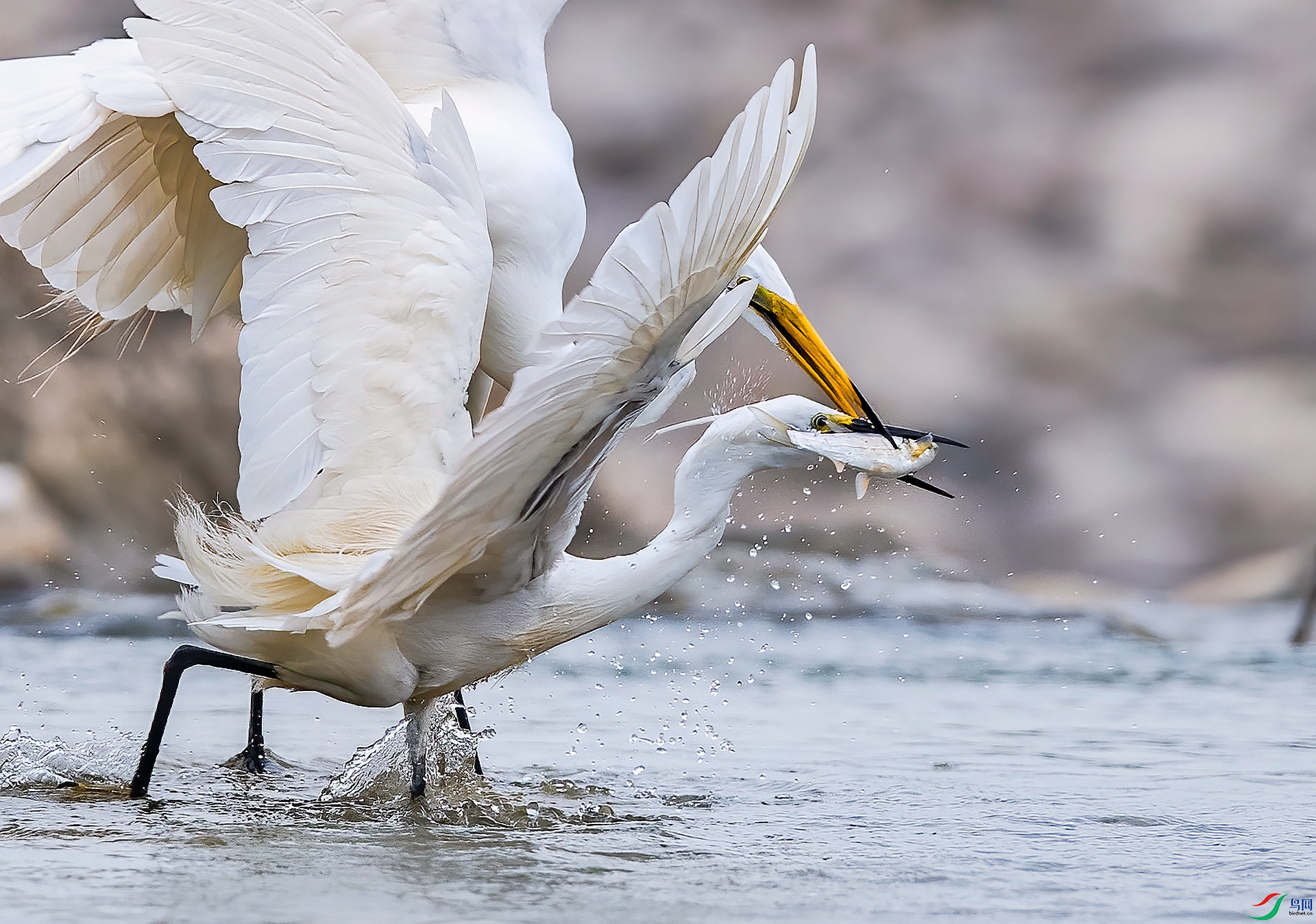 DSC_9431 ����_����.jpg