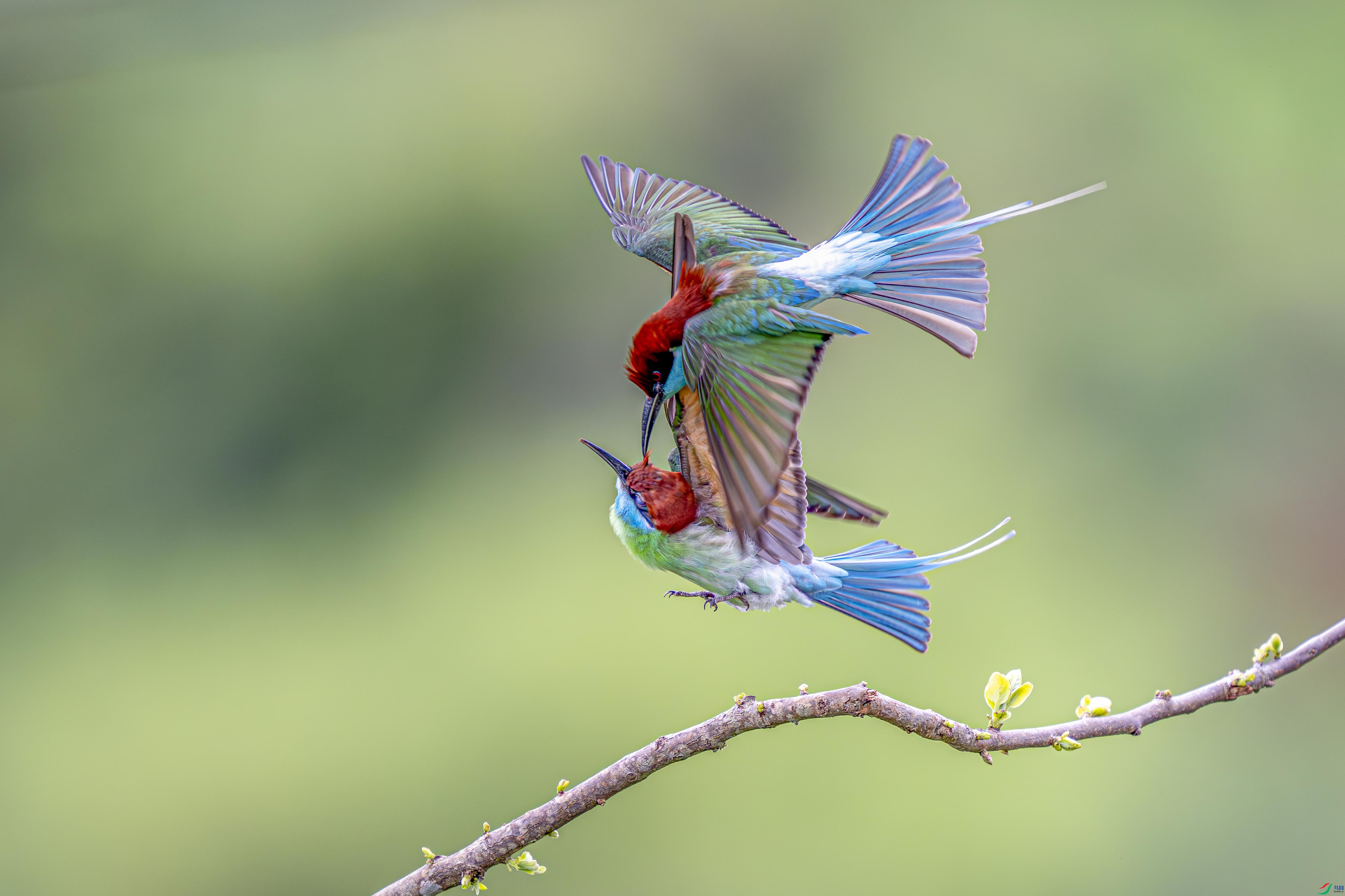 _DSC3962-����ǿ-NR ��������.jpg