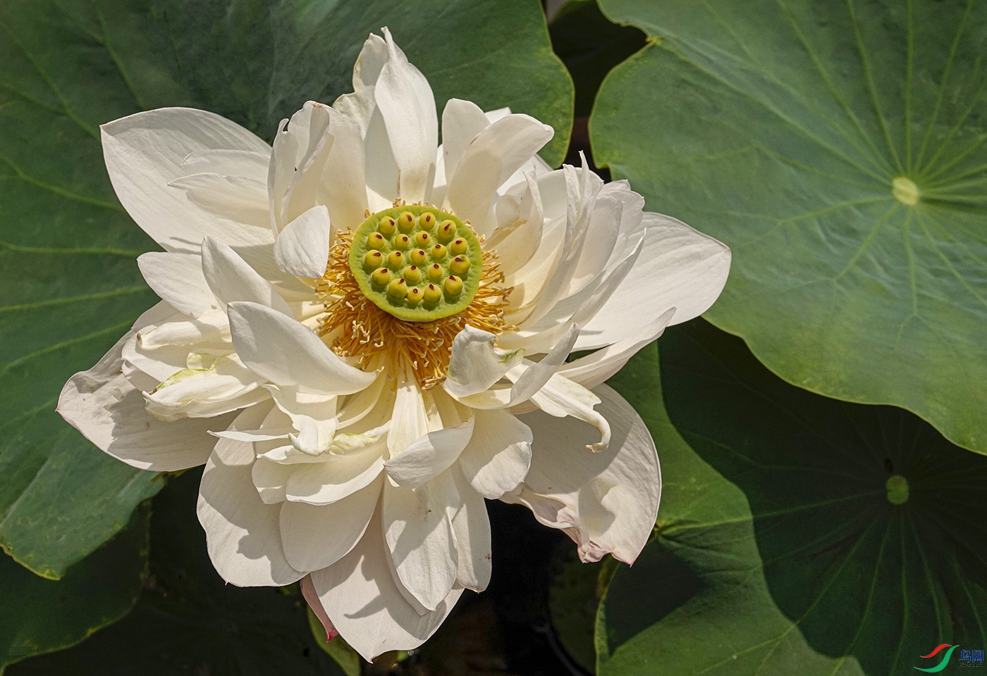 _DSC1652 ����.jpg