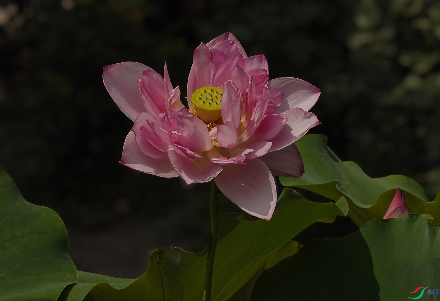 _DSC2048 ����.jpg