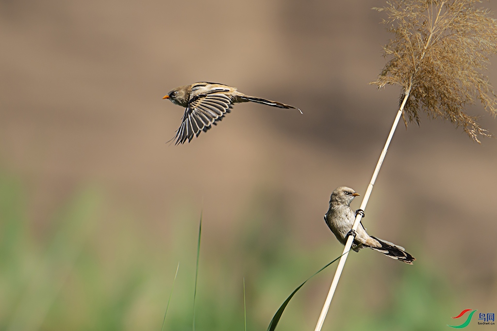 _DSC6244 - ����.jpg