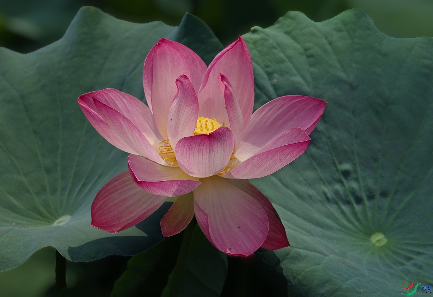 _DSC9838 ����.jpg