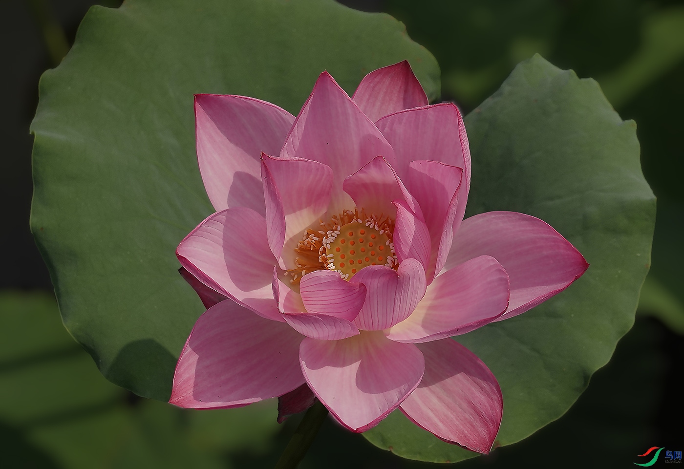 _DSC9816 ����.jpg