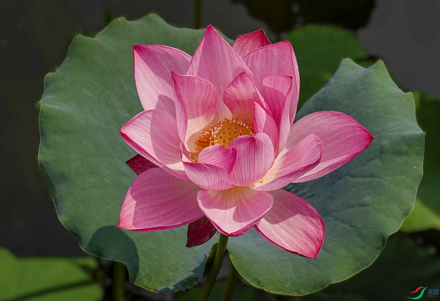 _DSC9815 ����.jpg