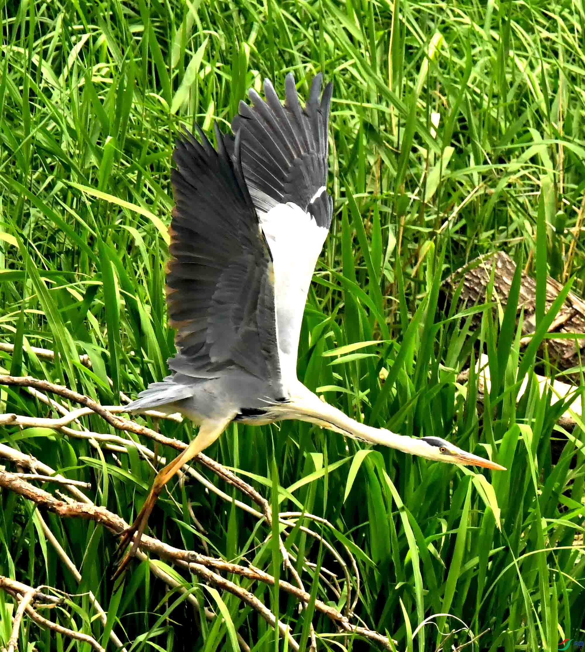 DSC_9348.JPG