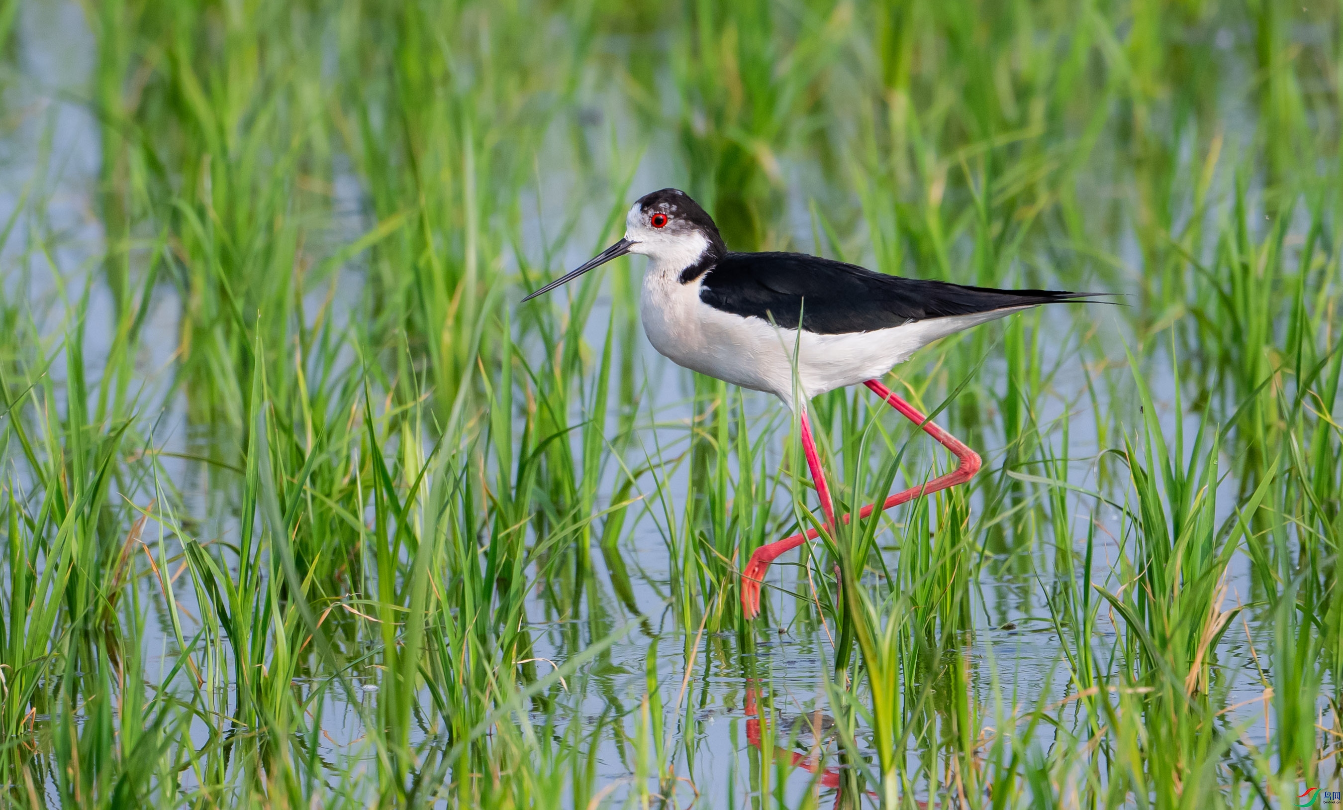 �ڳ᳤����