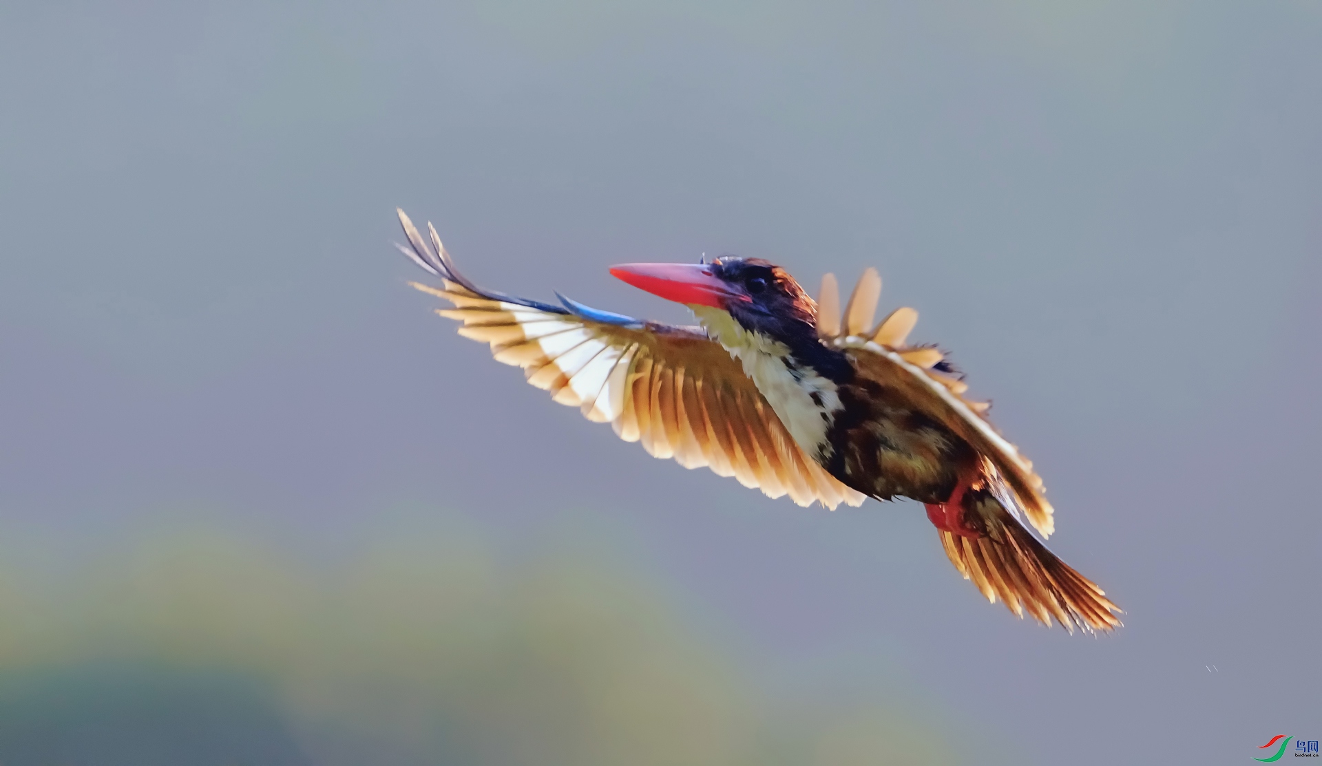 DSC_6162==1w.jpg