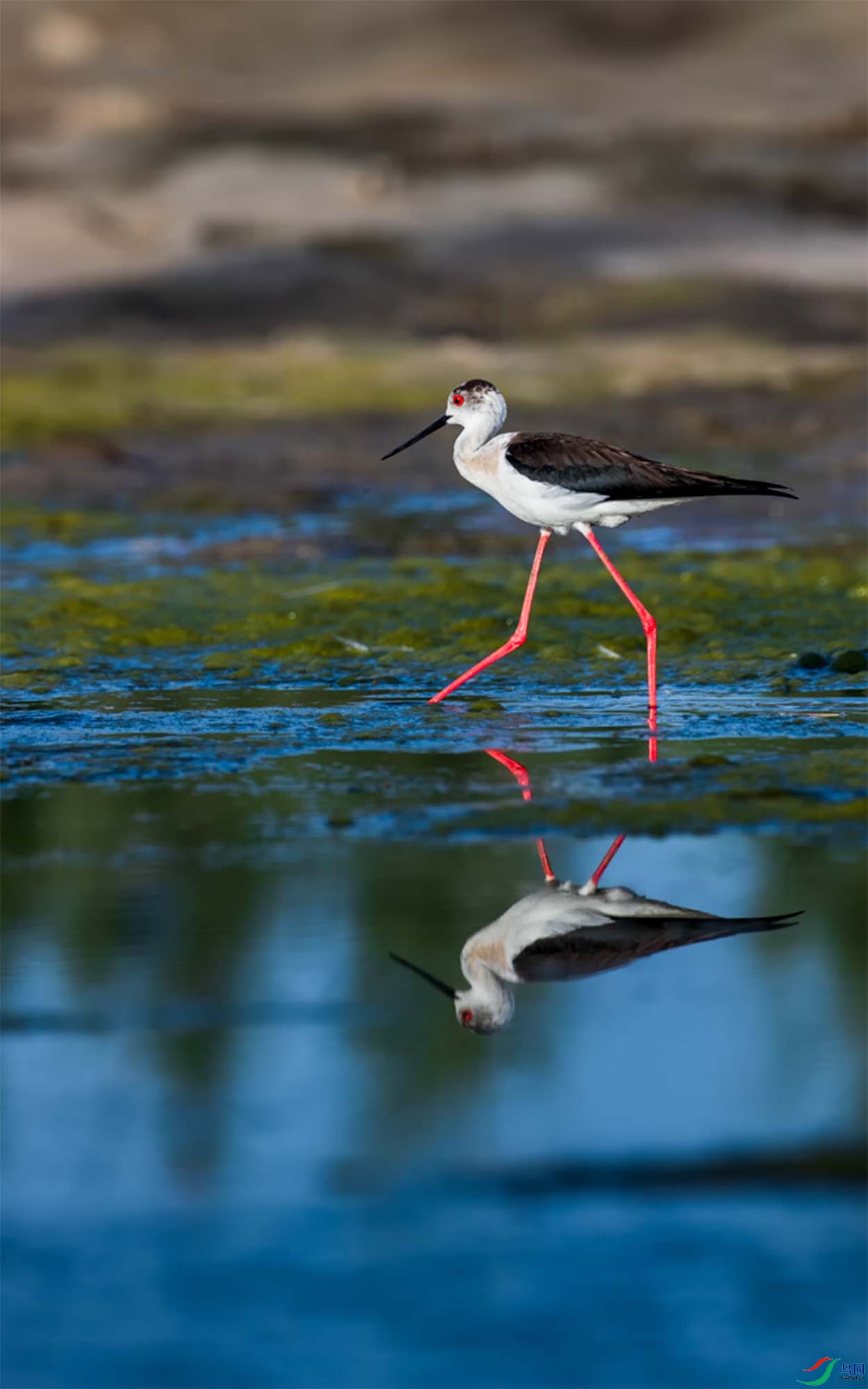 �ڳ᳤����