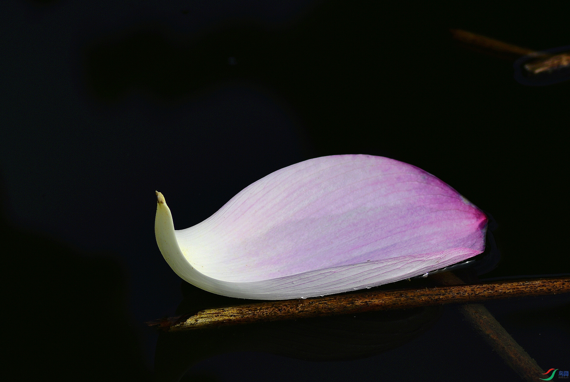 _D5D7065.jpg