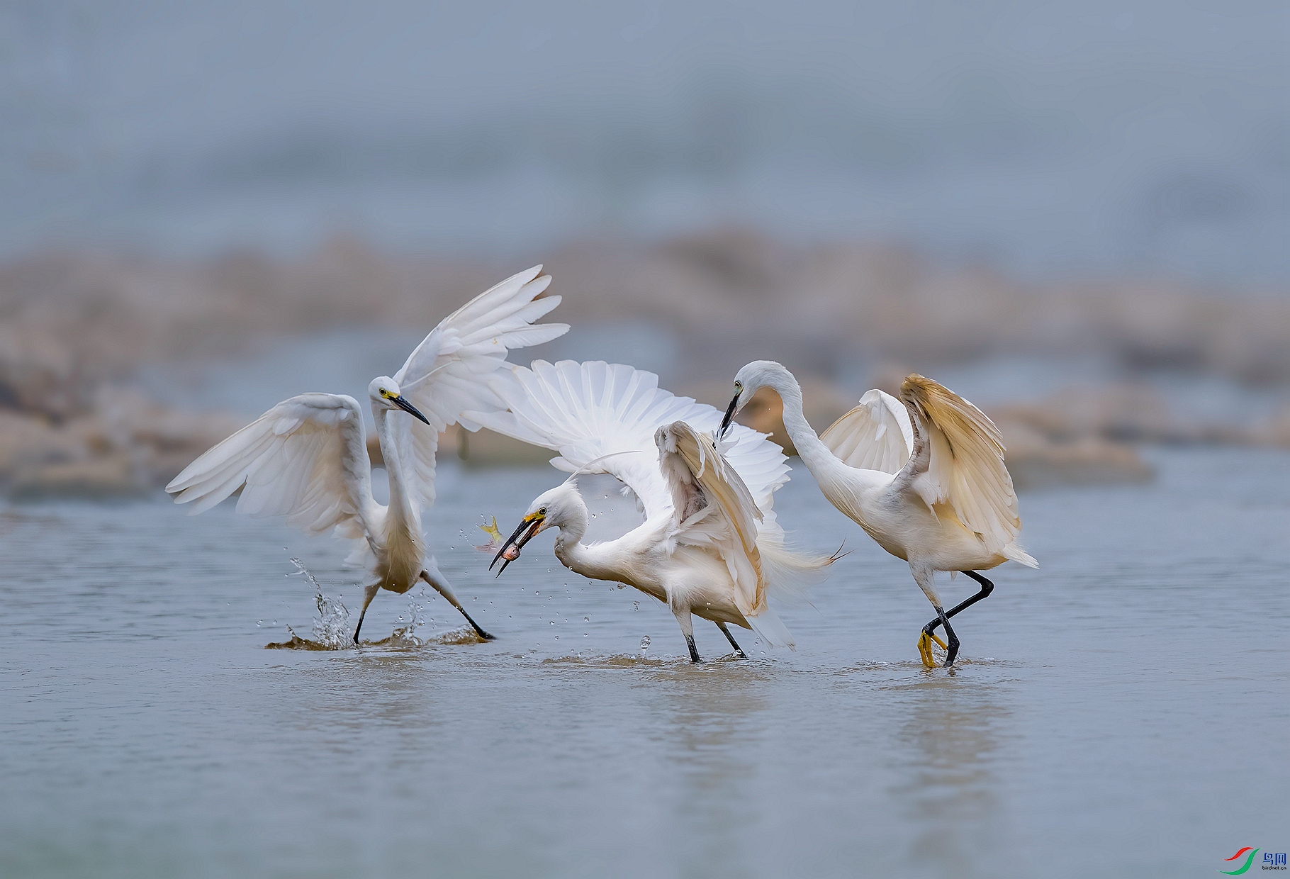 DSC_9594 ����_����.jpg