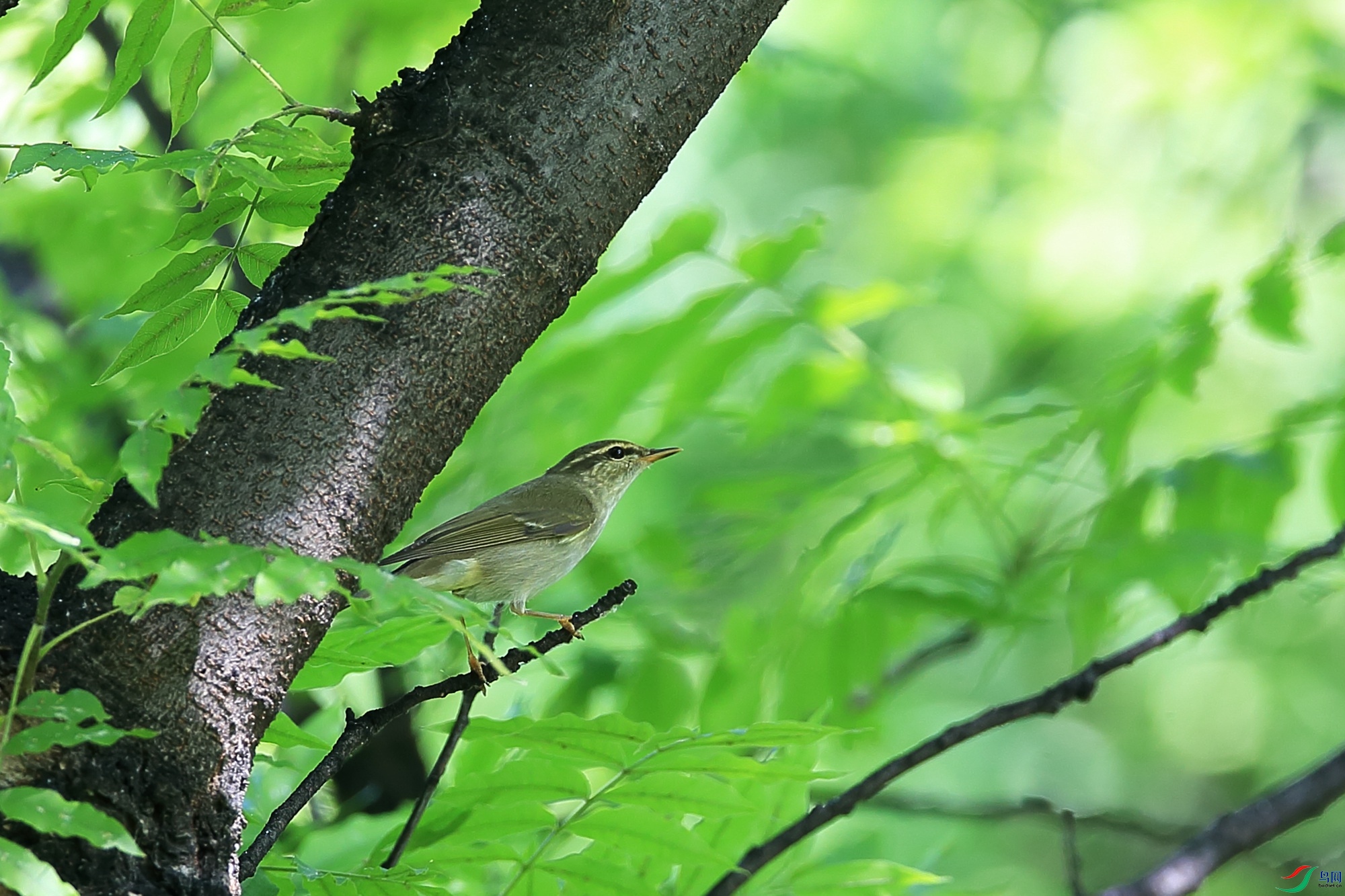 ������ݺ