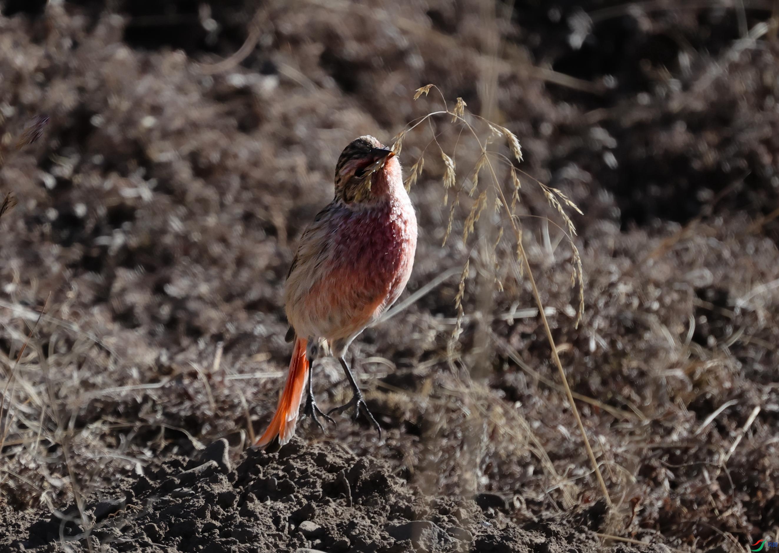 ���c�������c�Ͳ���Ե�� - ����.JPG