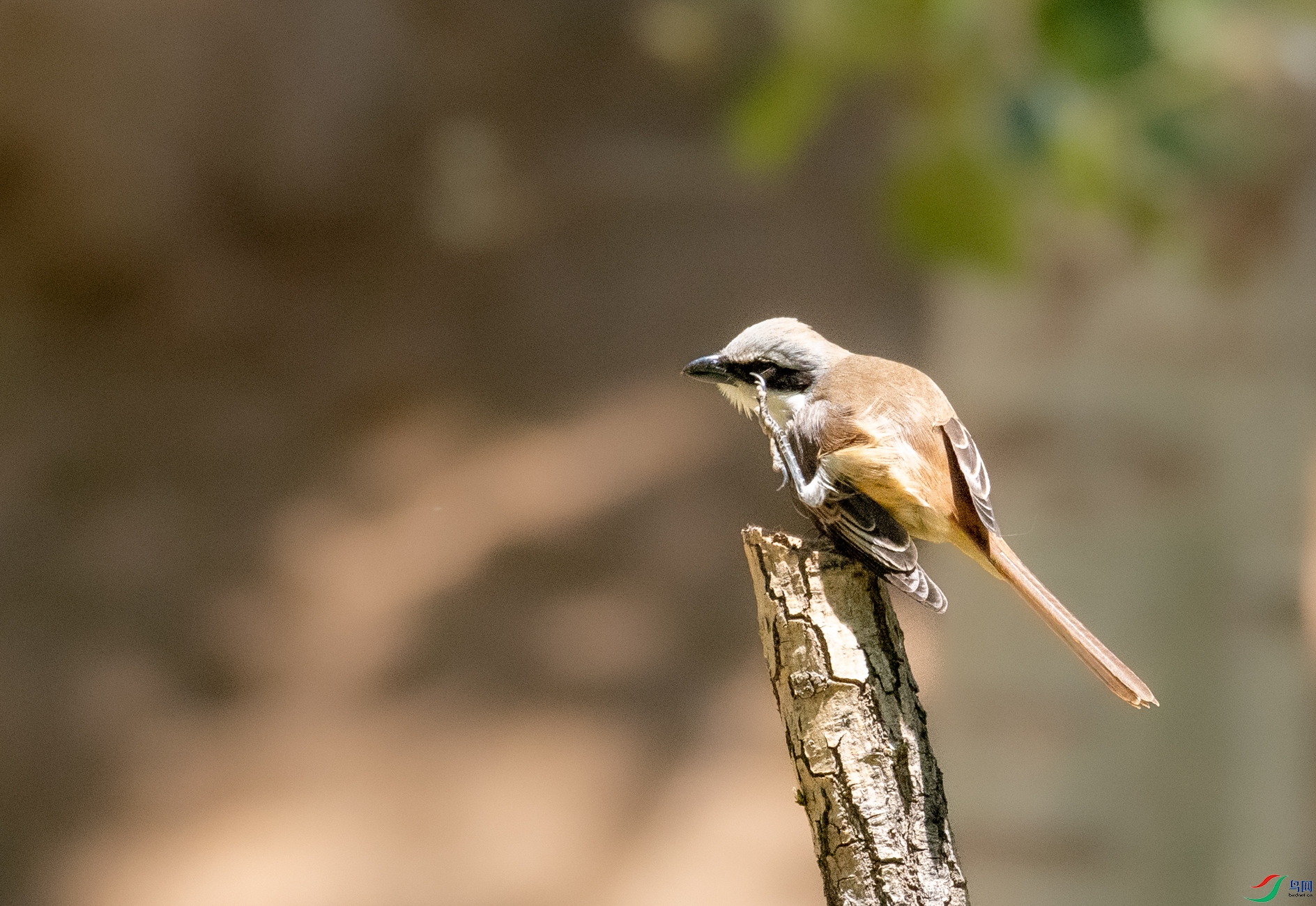 DSC_7739.jpg