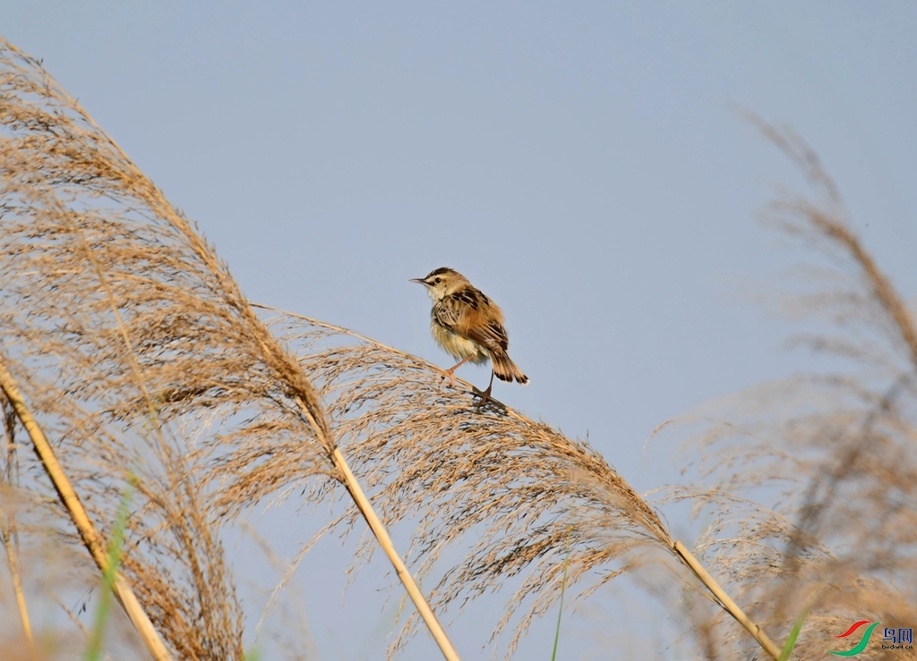 DSC_9517.jpg