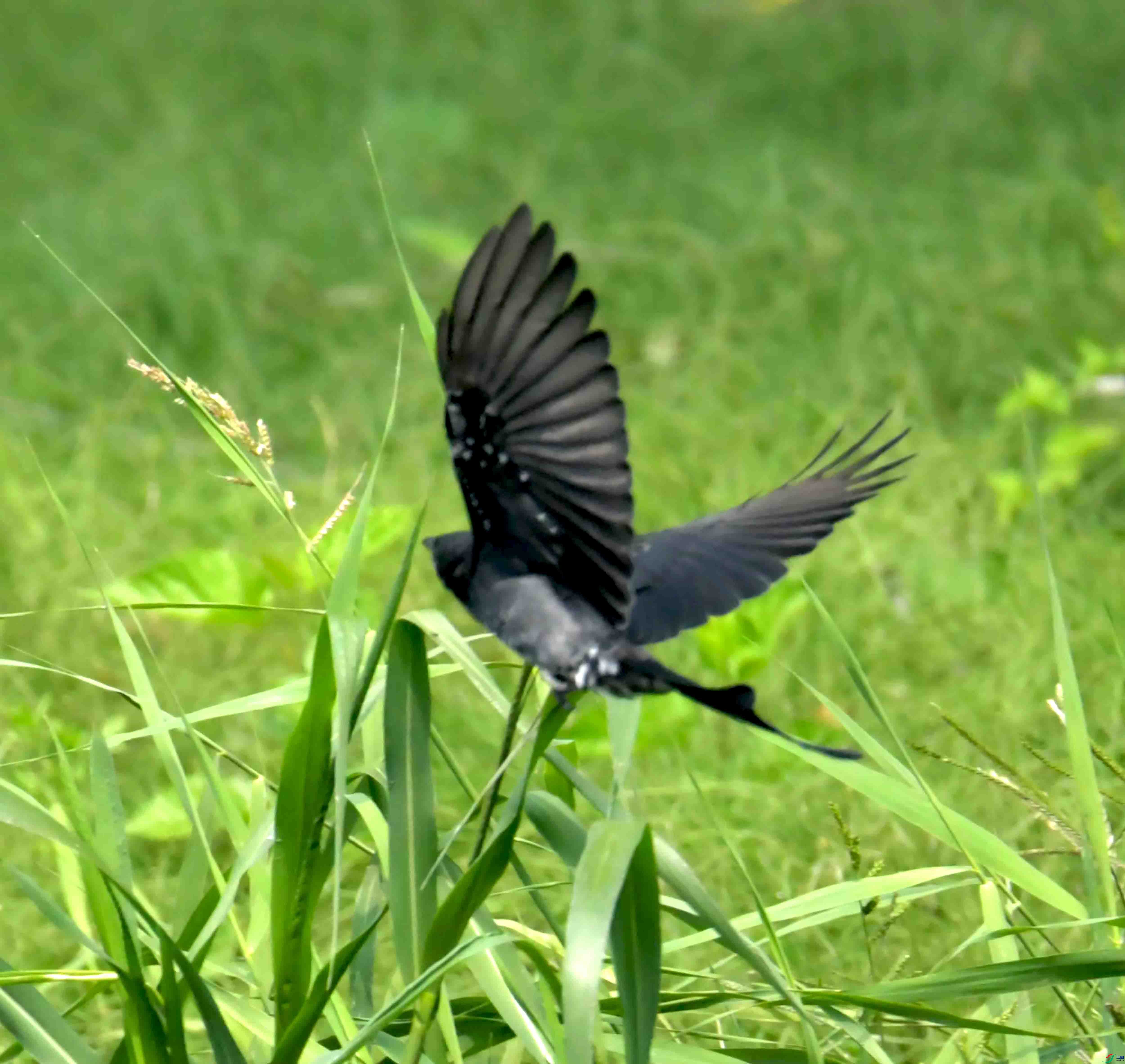 DSC_2431.JPG
