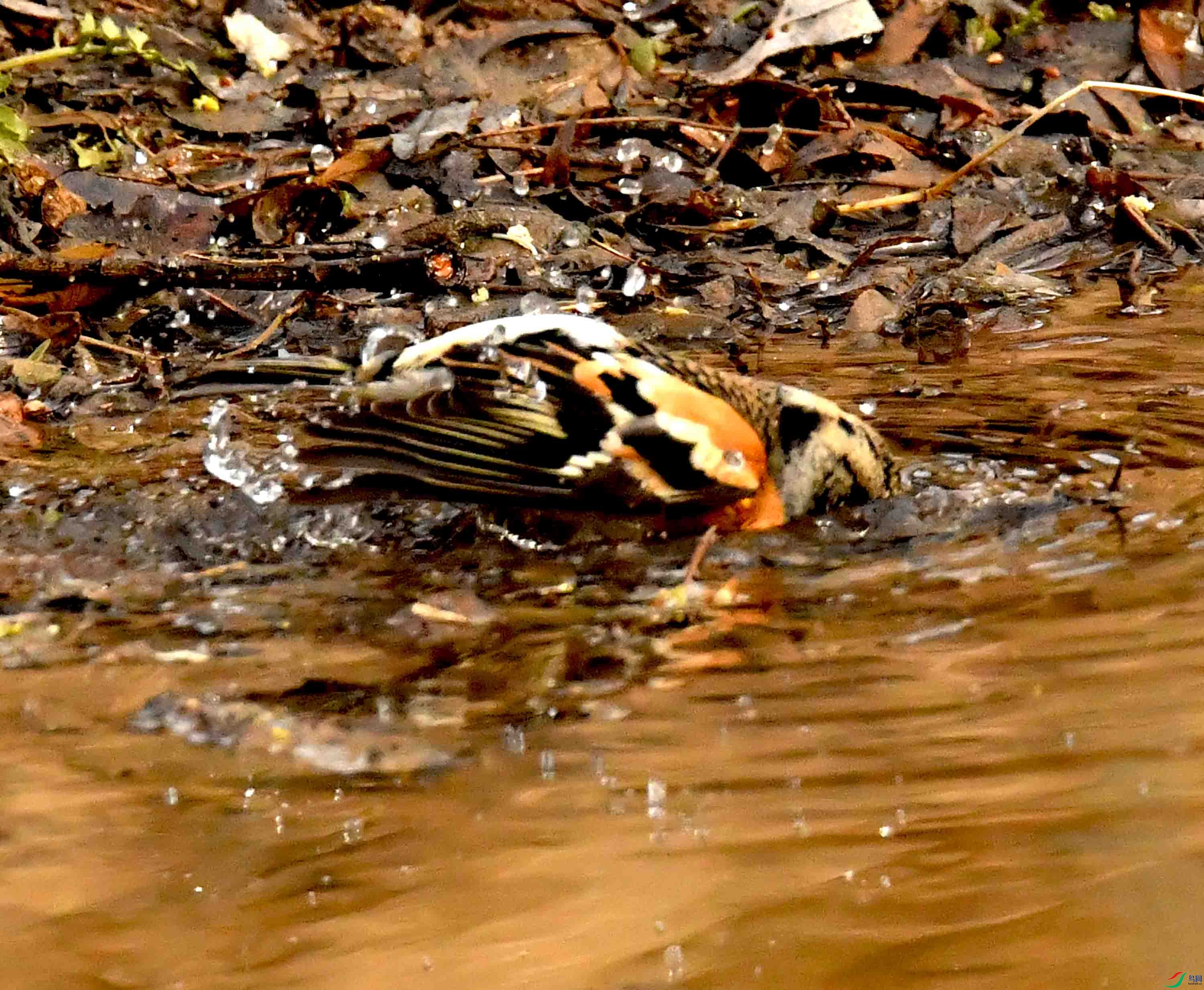 DSC_1598.JPG
