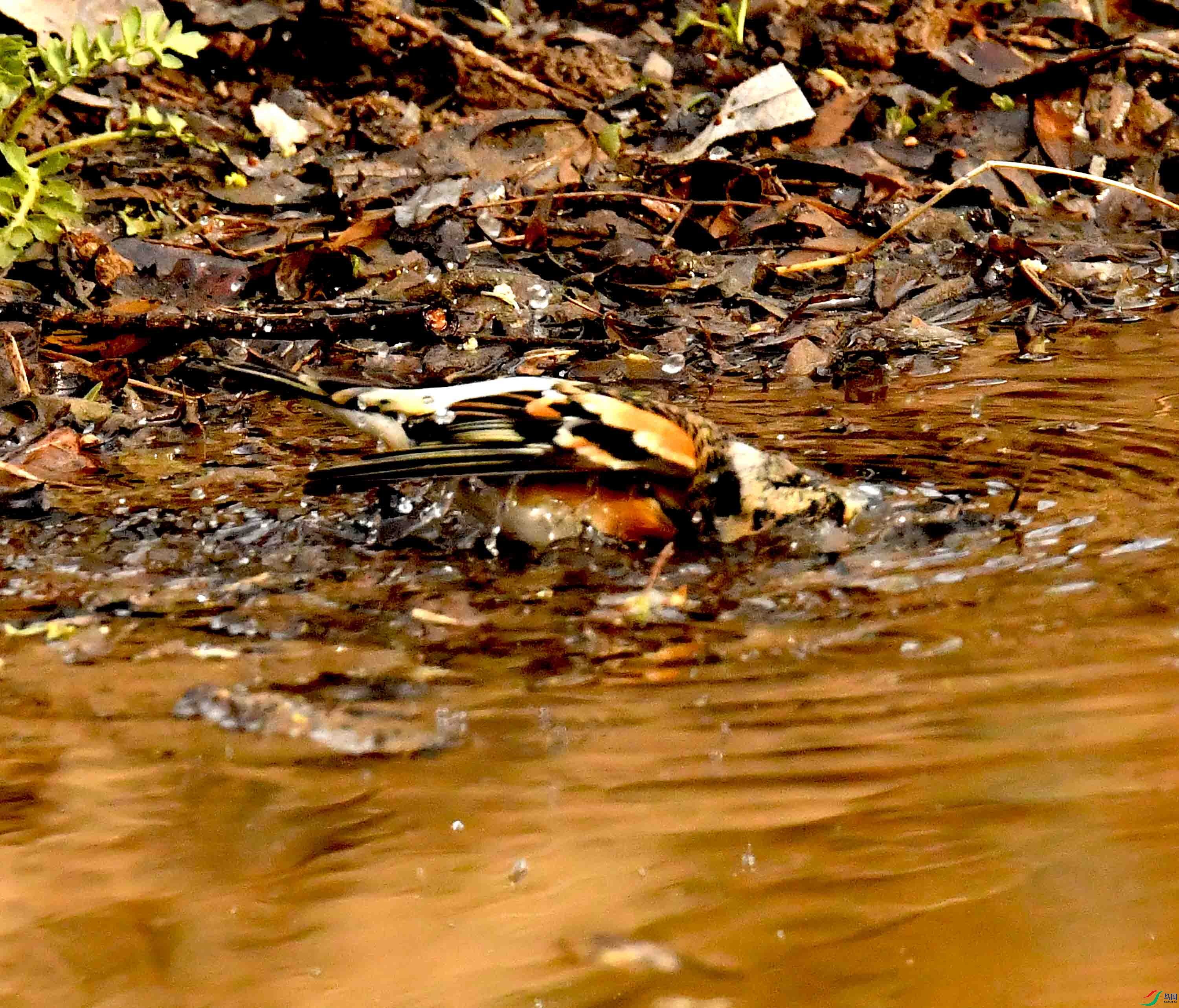 DSC_1599.JPG