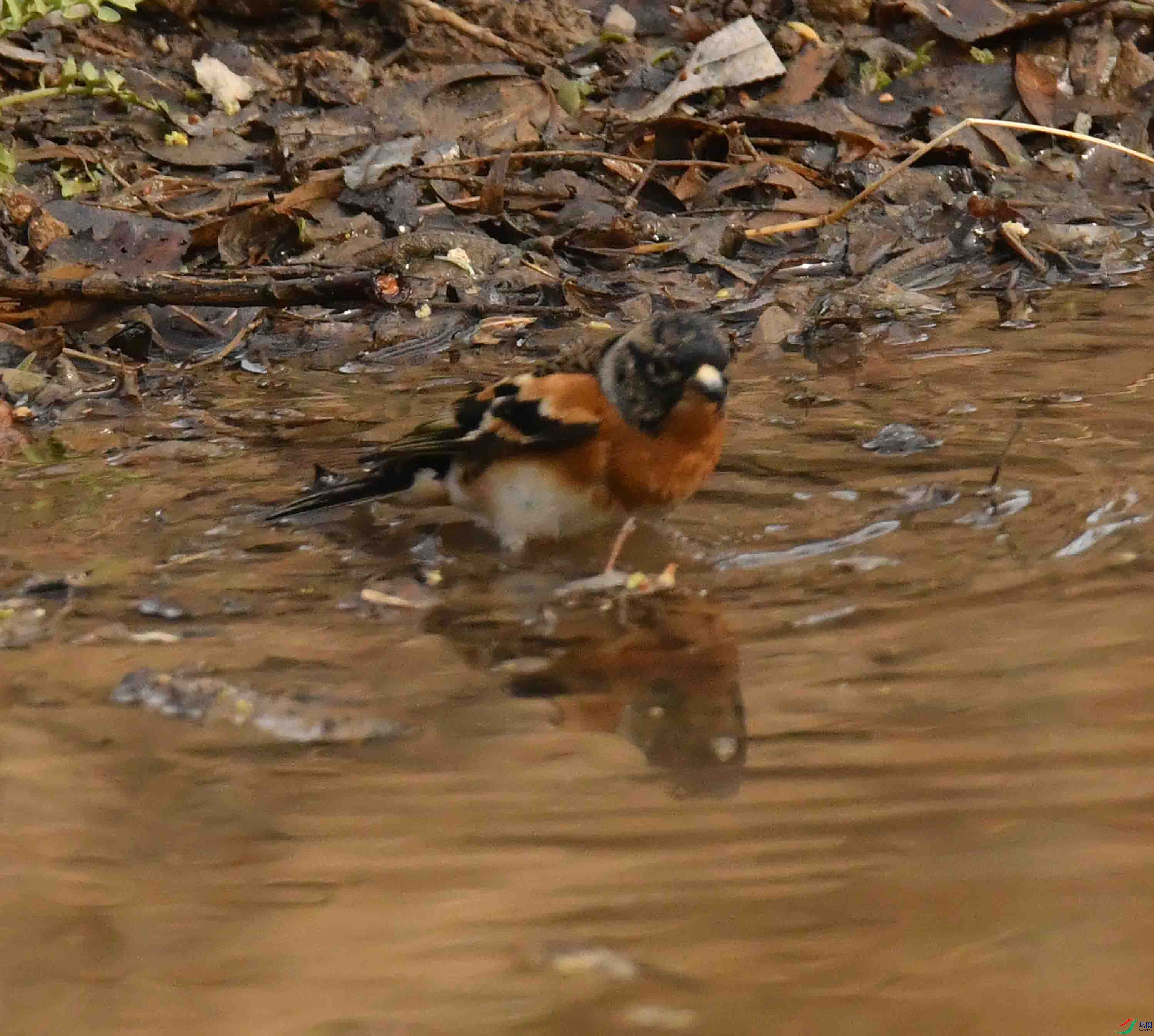DSC_1608.JPG