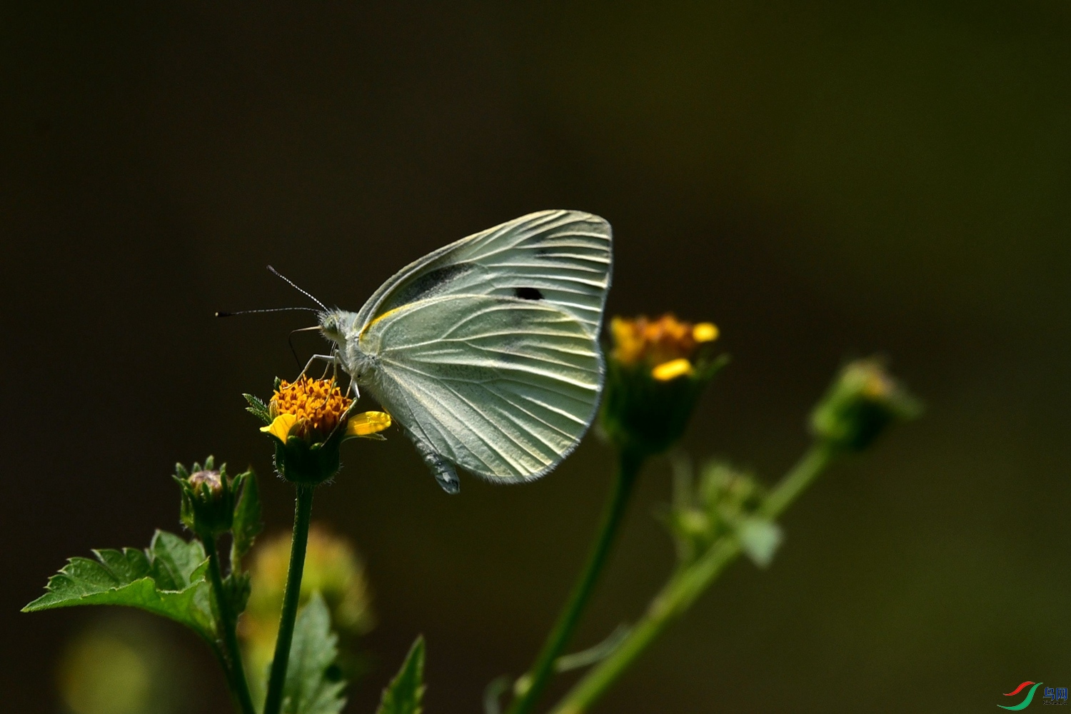 DSC_0241.JPG