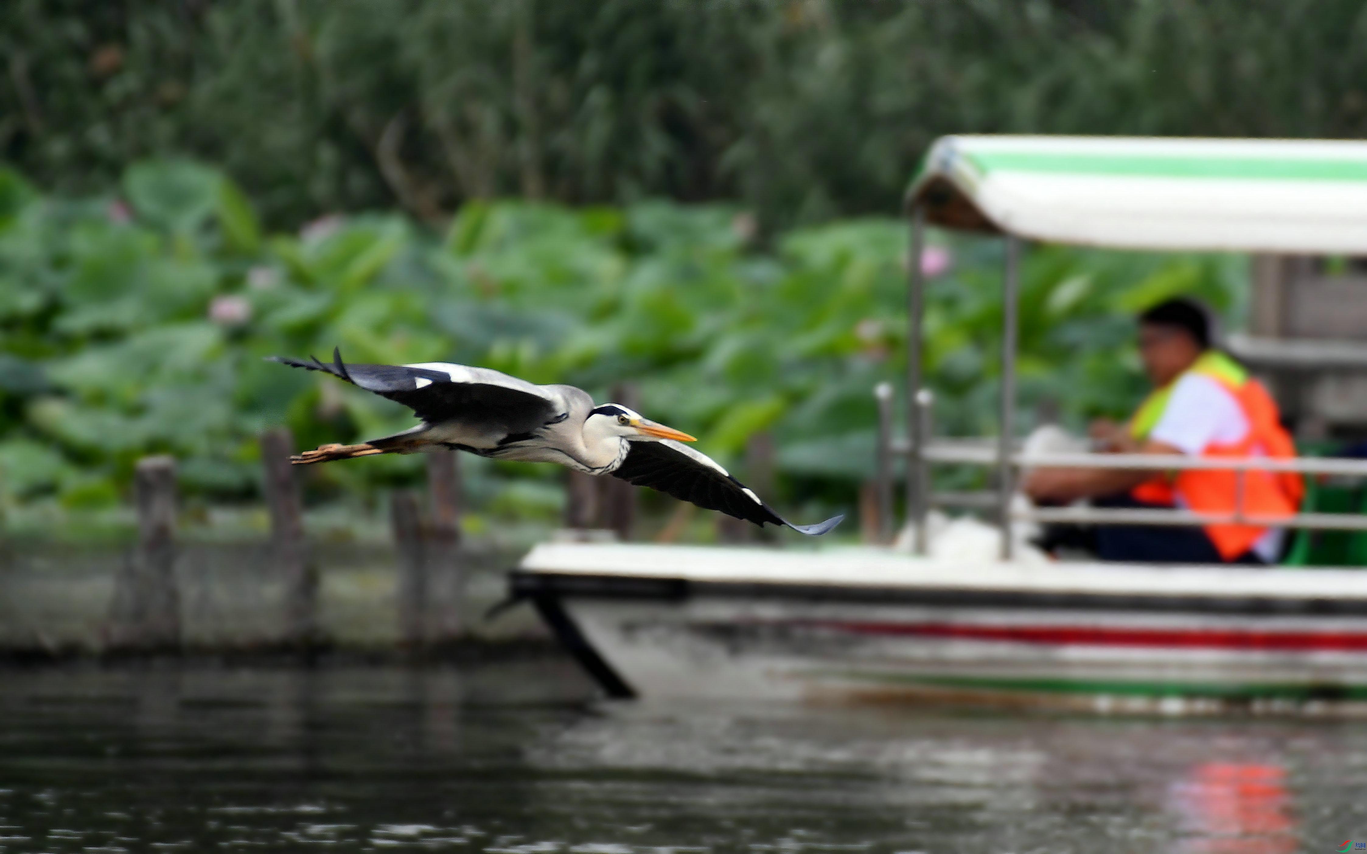 DSC_2604.JPG