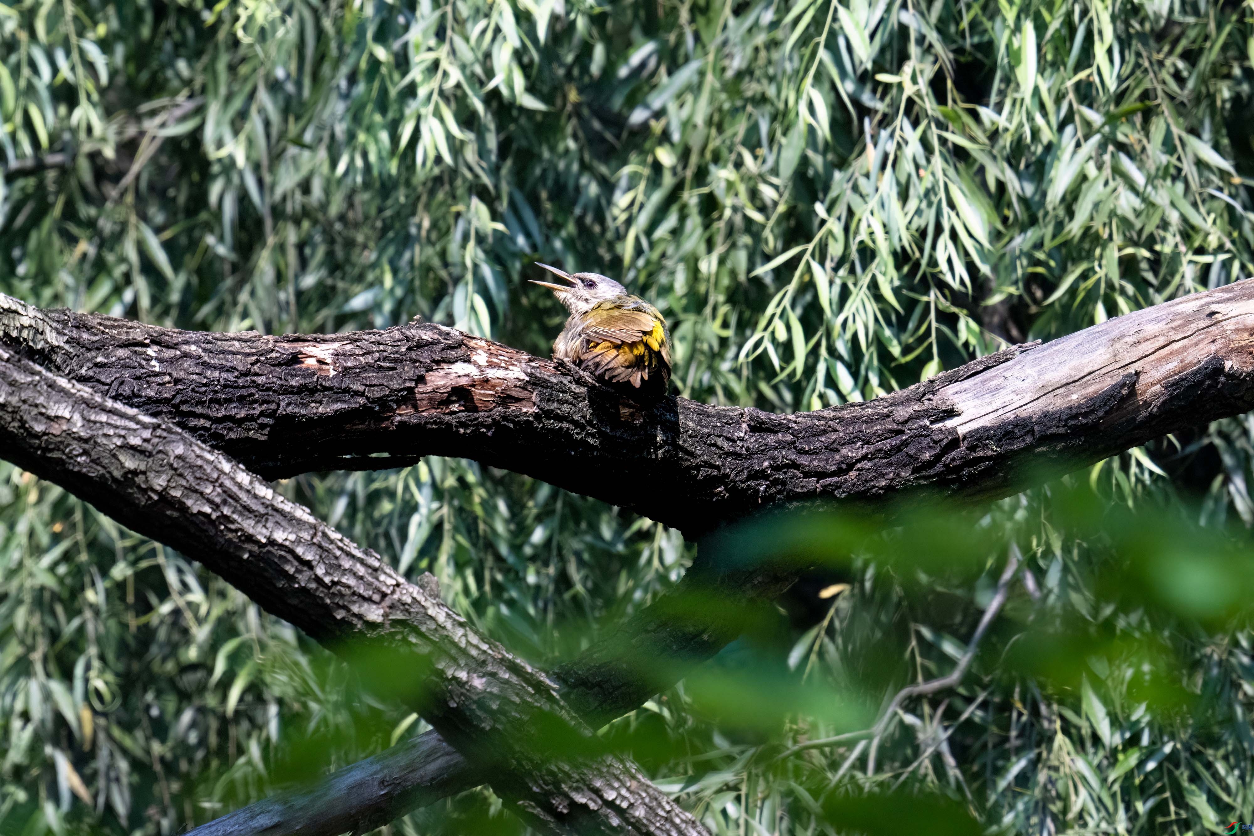 _DSC8090.jpg