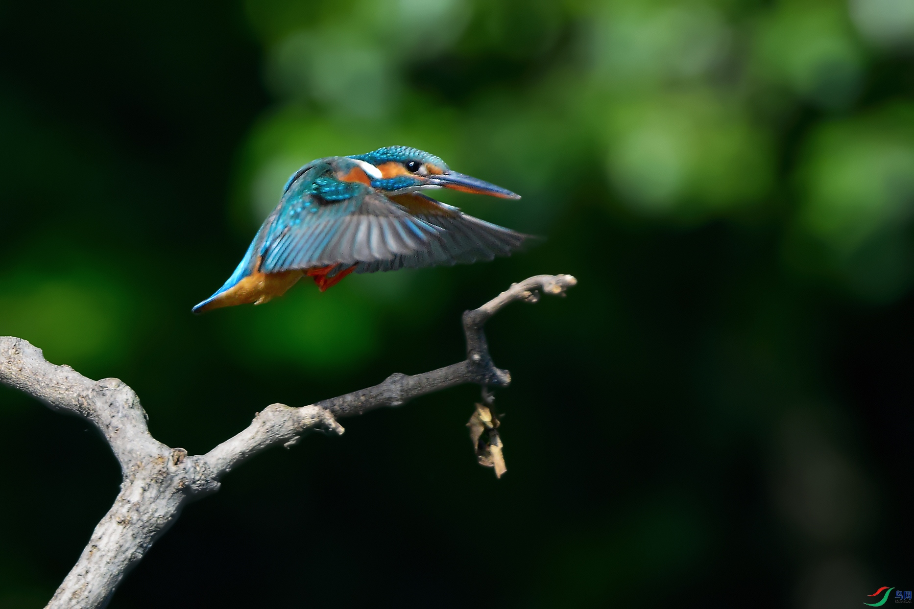 1DSC_0214_DxOa.jpg