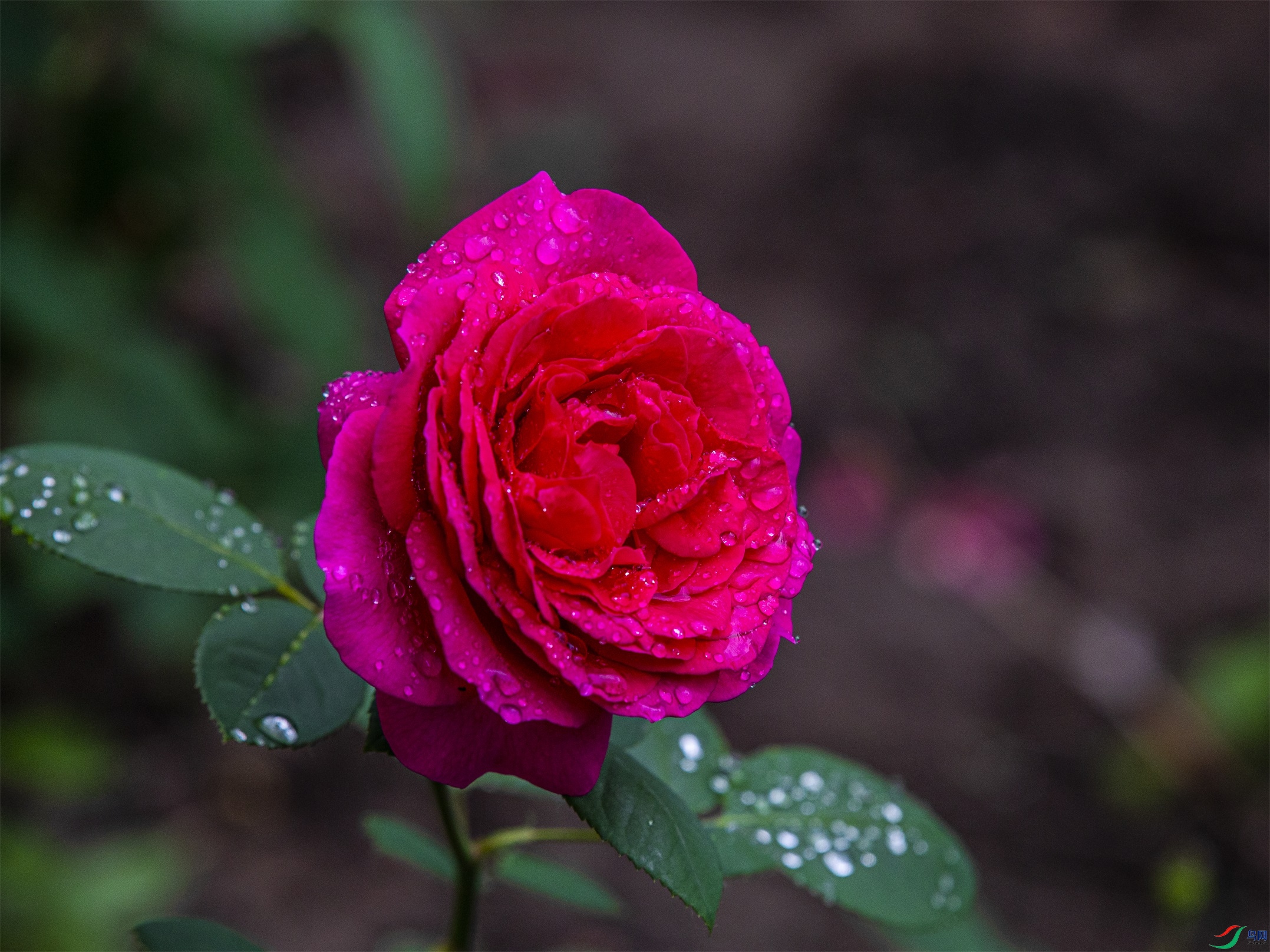 CY4A8691 ����1.jpg