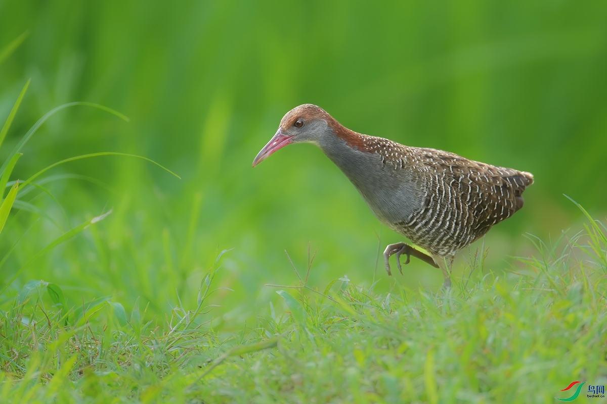 DSC01090 ����.jpg