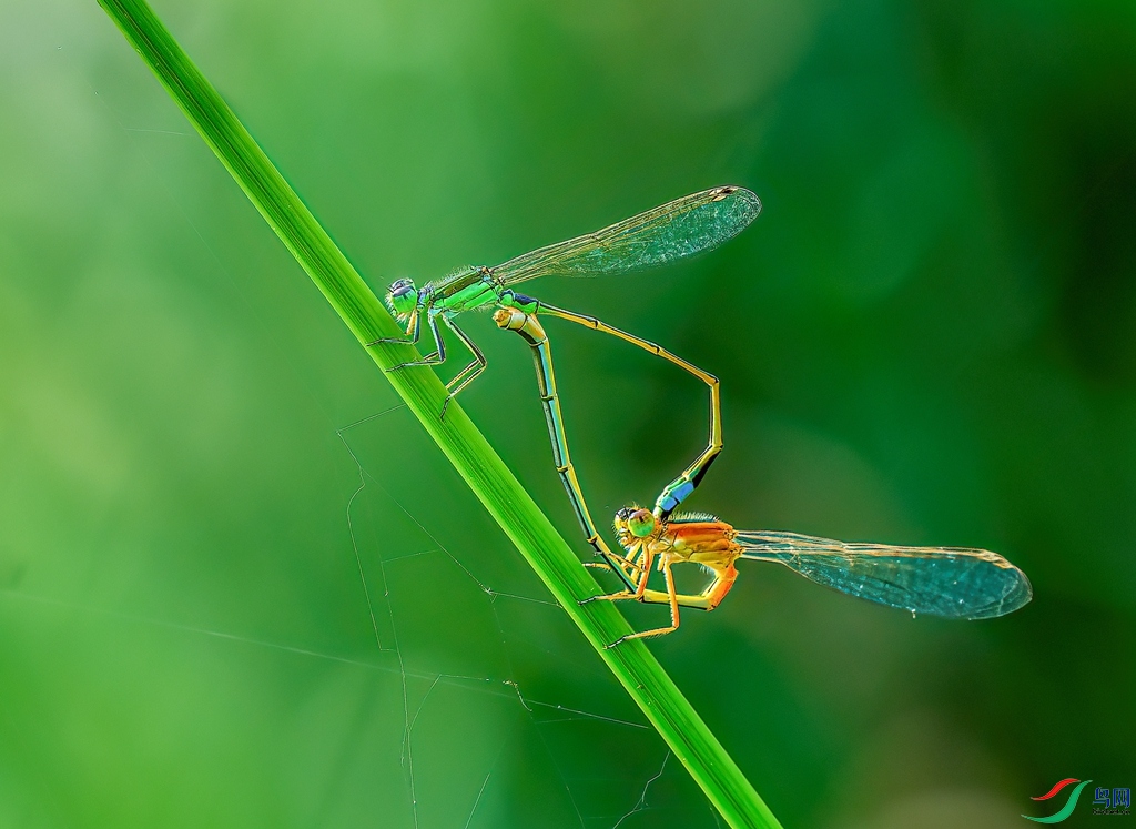 ������ļ������״