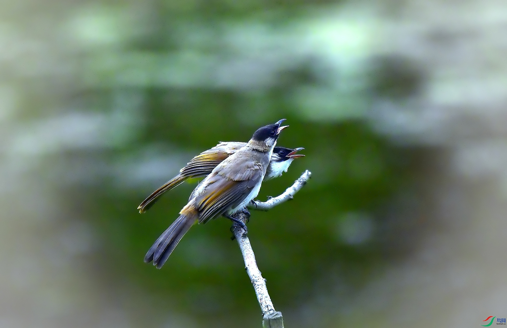 _DSC2064.jpg